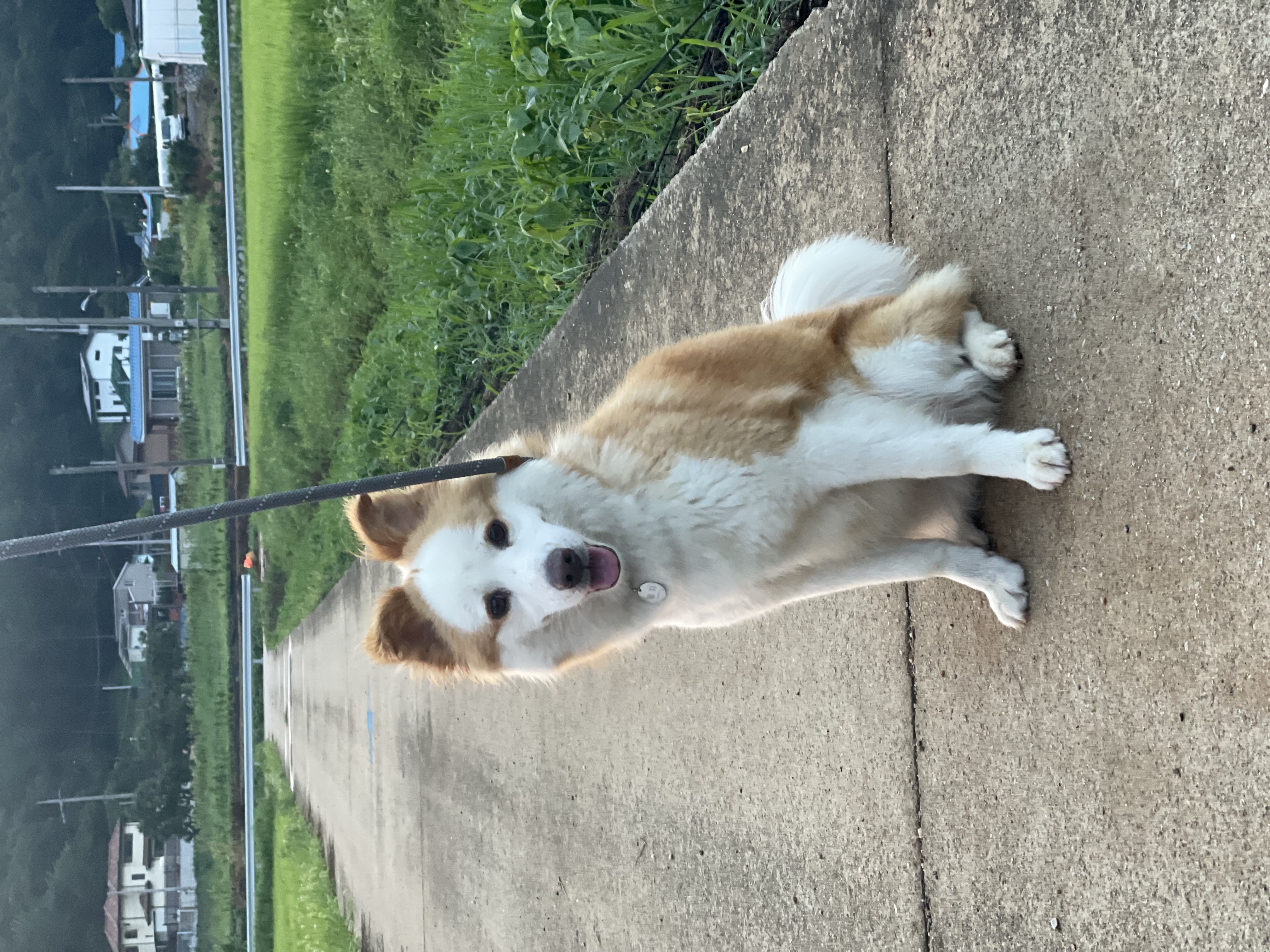 룽지가 온지 한달입니다