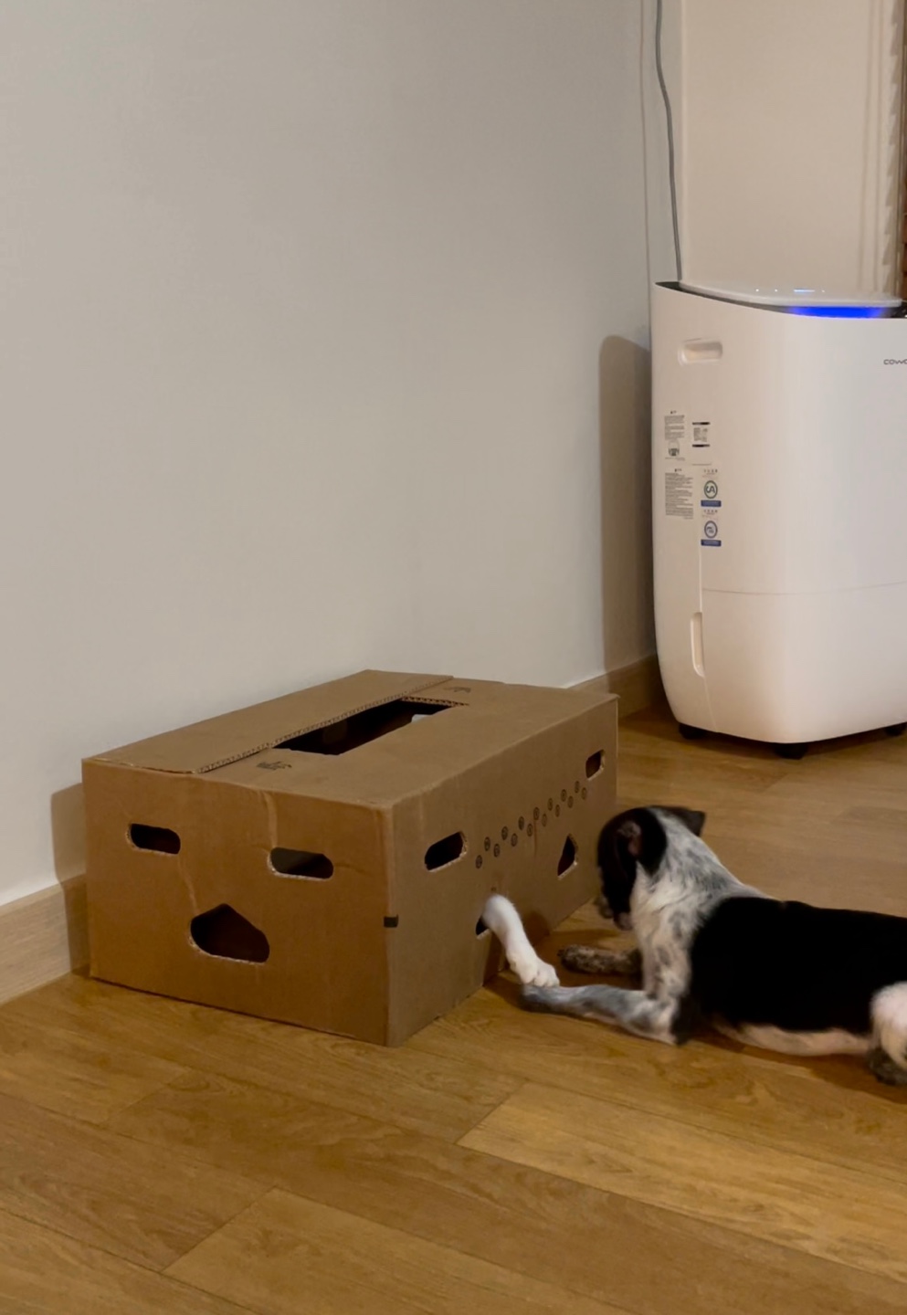 다림(다니)이가 온 지 일주일이 되었어요