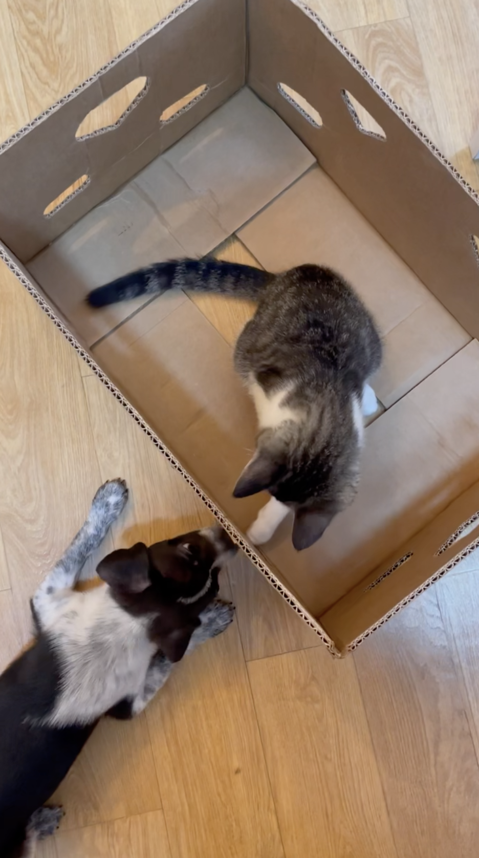 다림(다니)이가 온 지 일주일이 되었어요