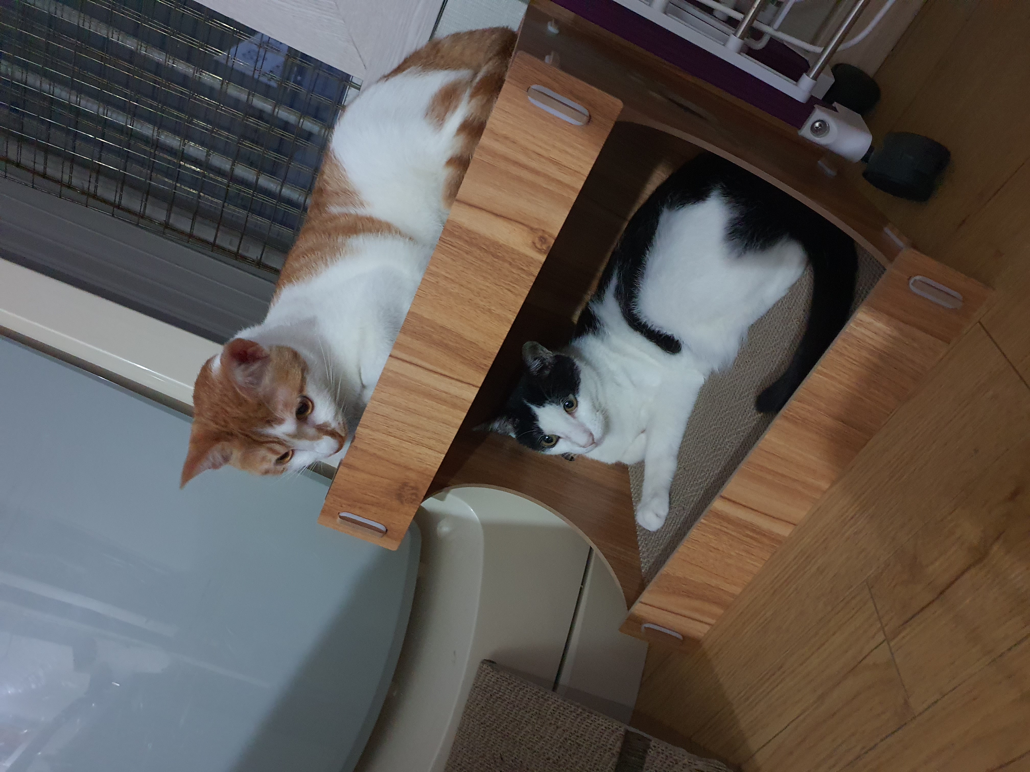 새싹이 2달째적응기입니다