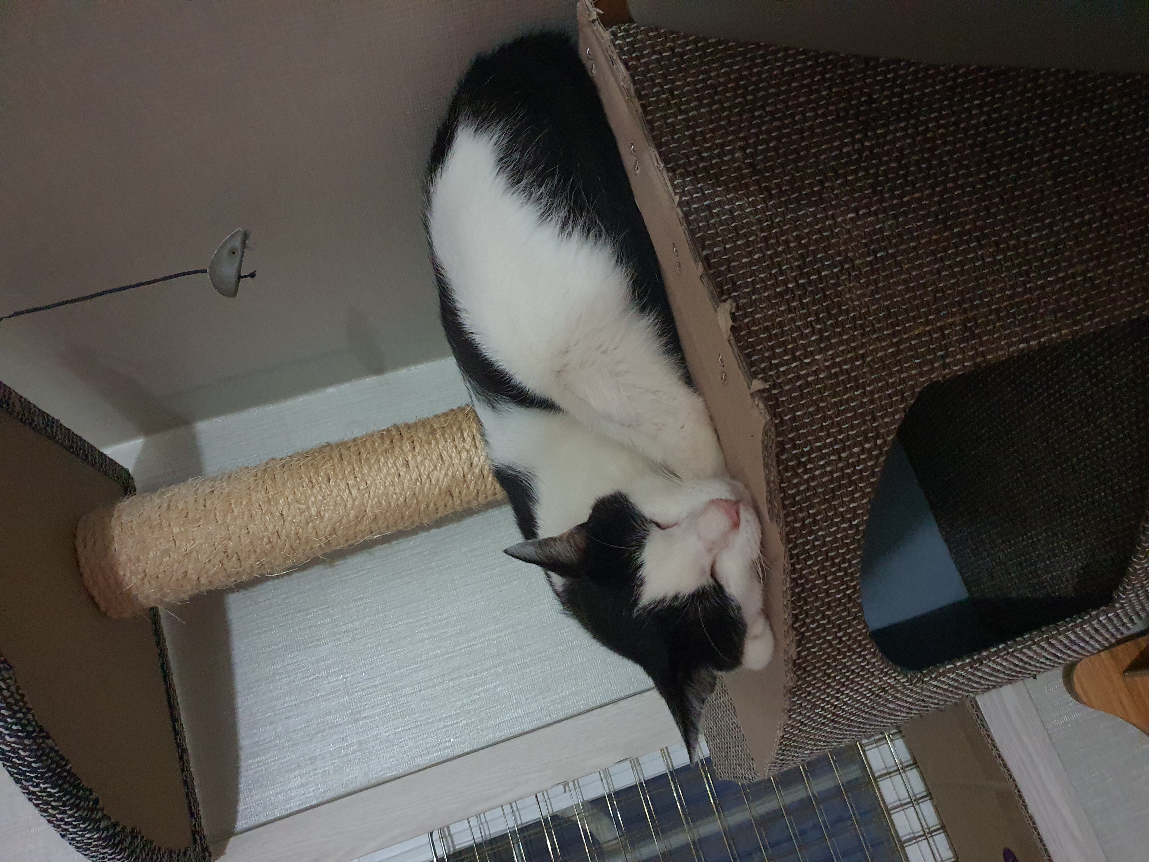 새싹이 2달째적응기입니다