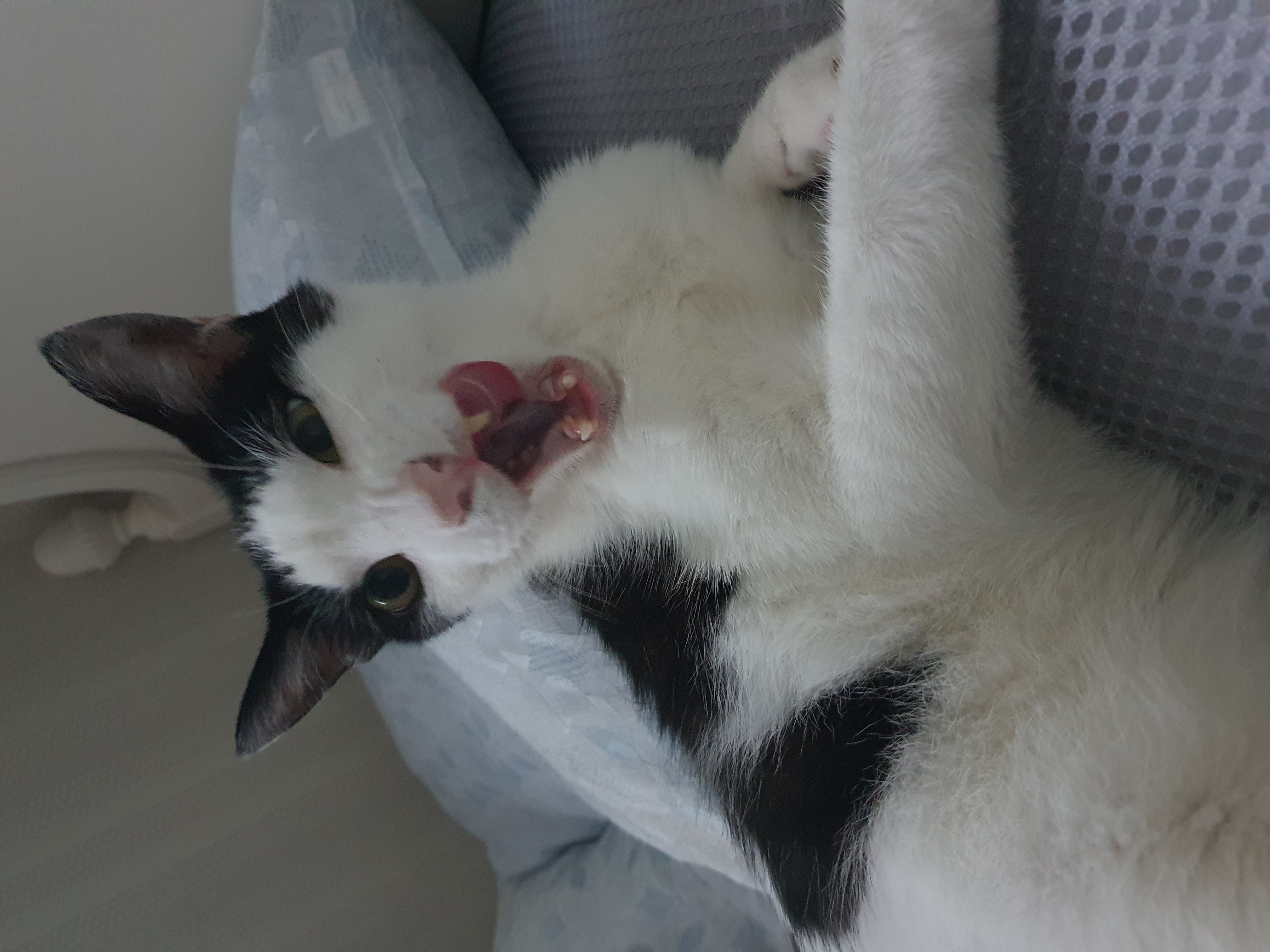 새싹이 2달째적응기입니다