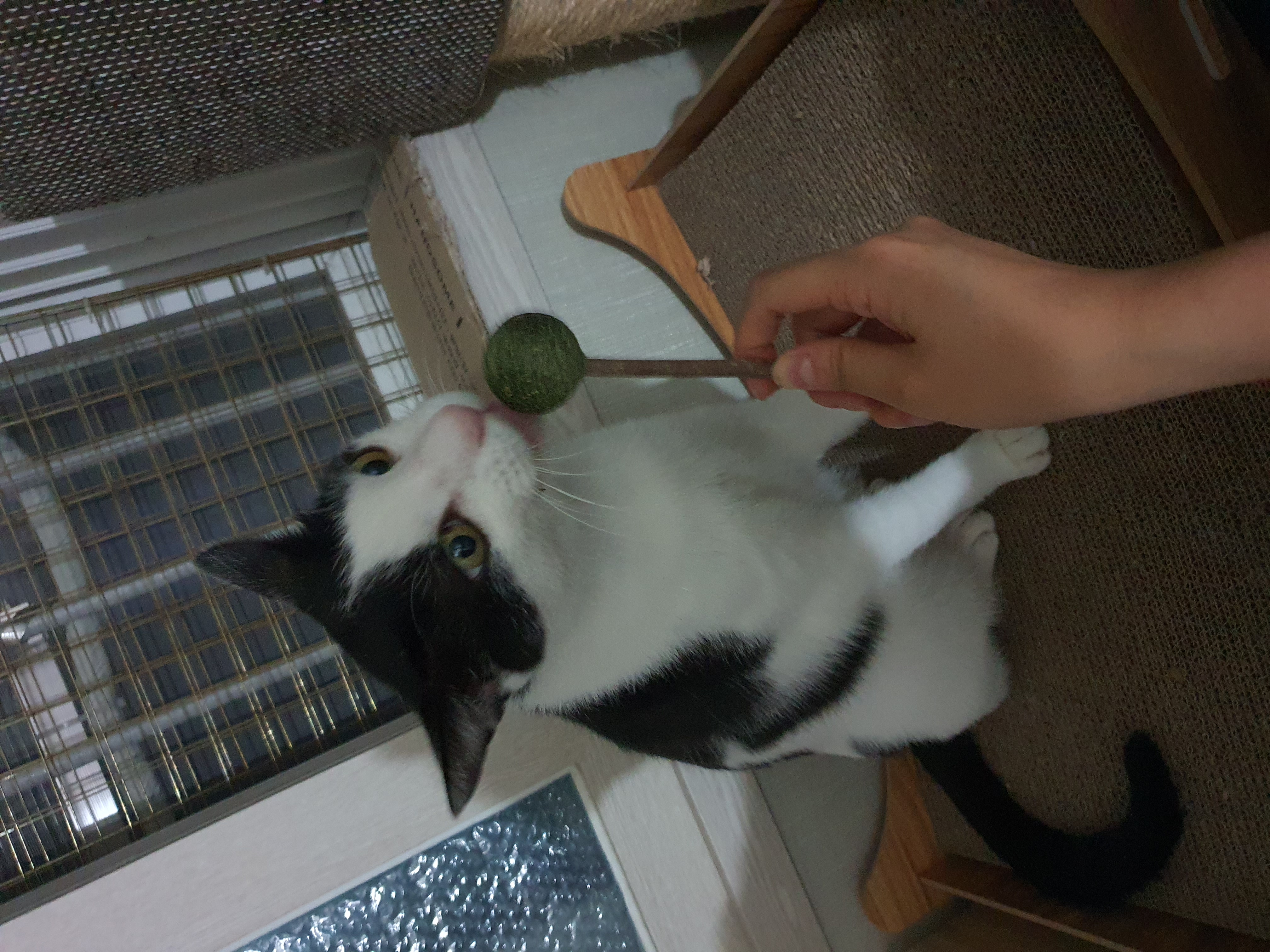 새싹이 2달째적응기입니다