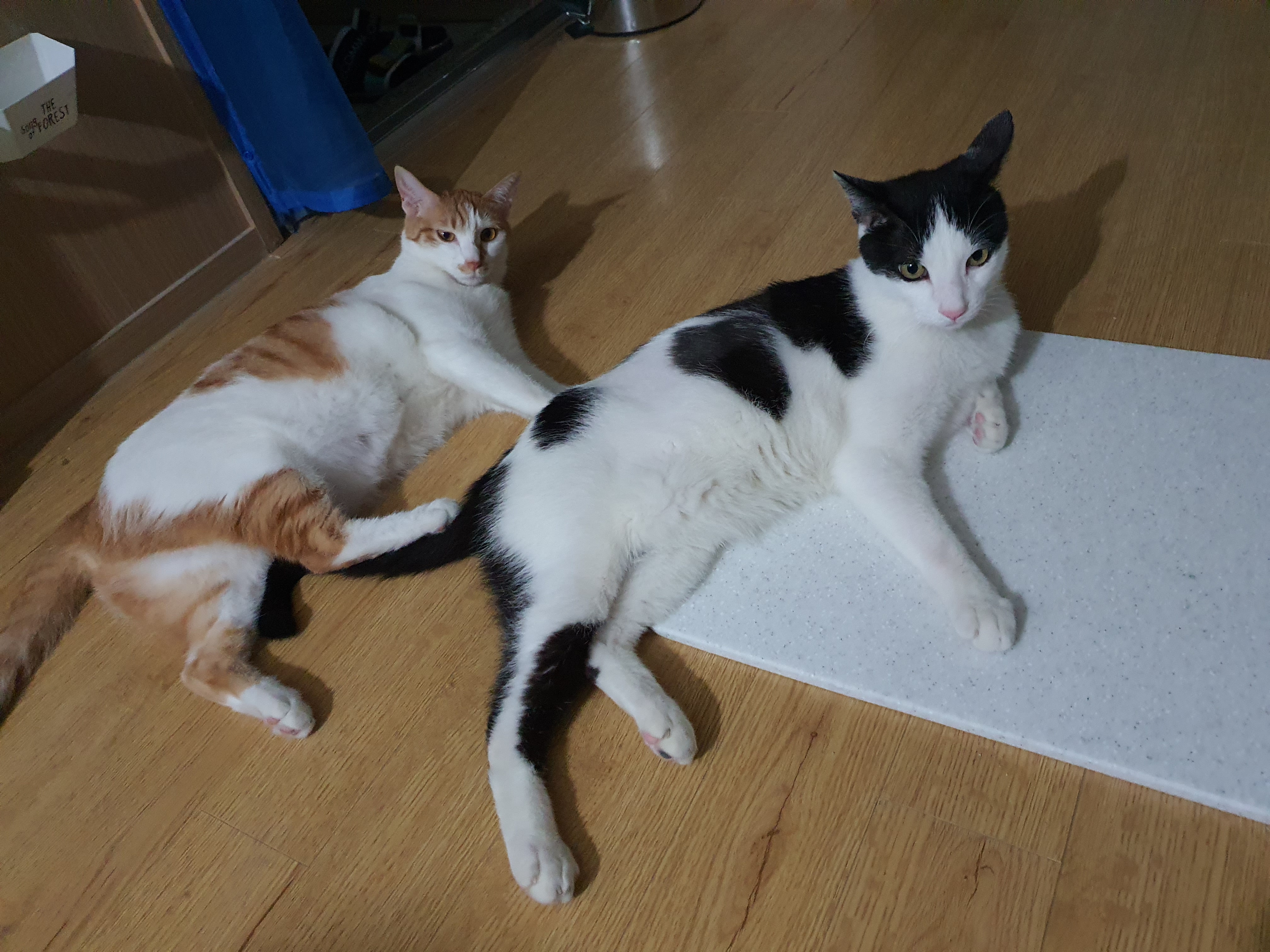 새싹이 2달째적응기입니다