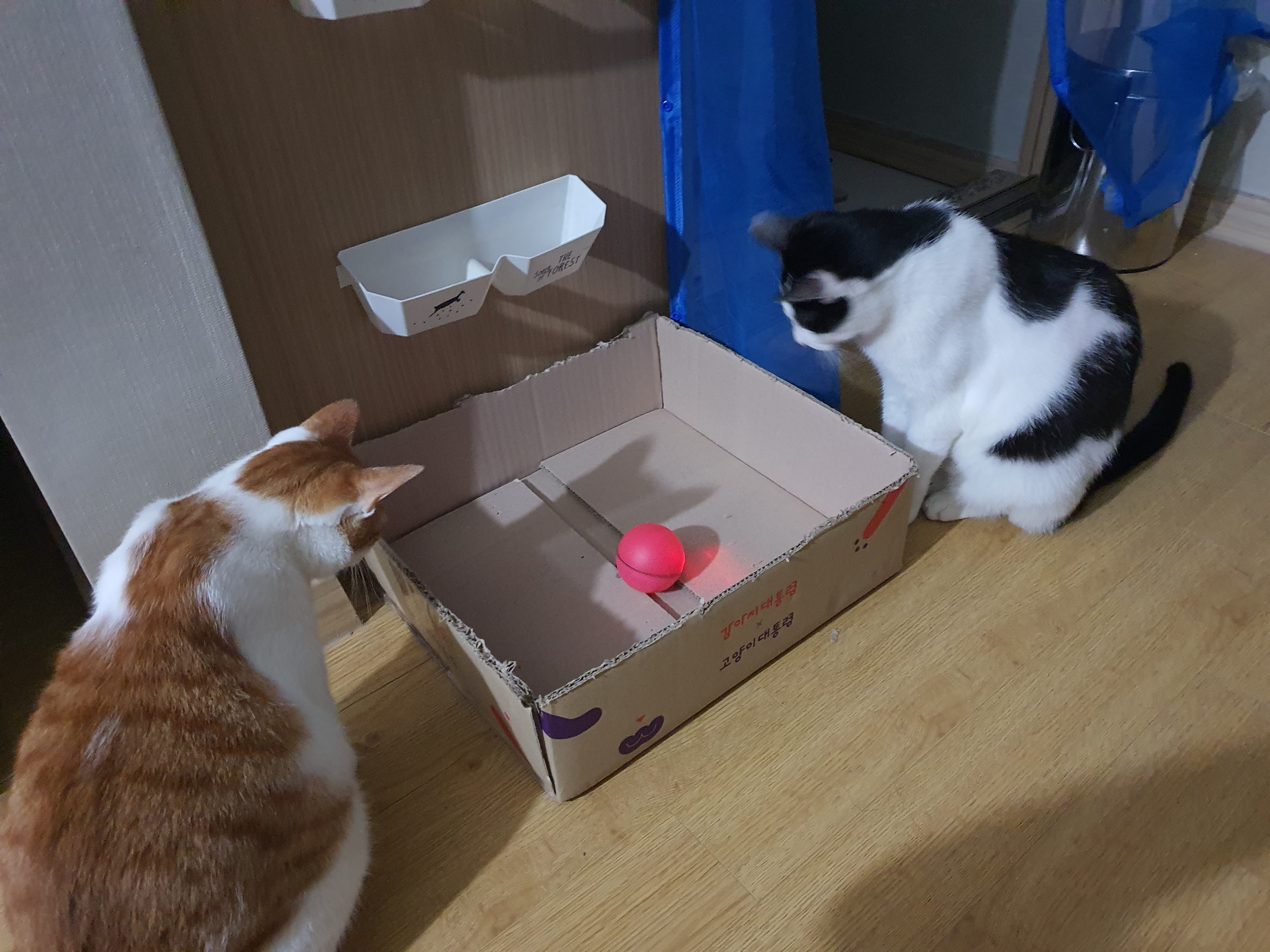 새싹이 2달째적응기입니다