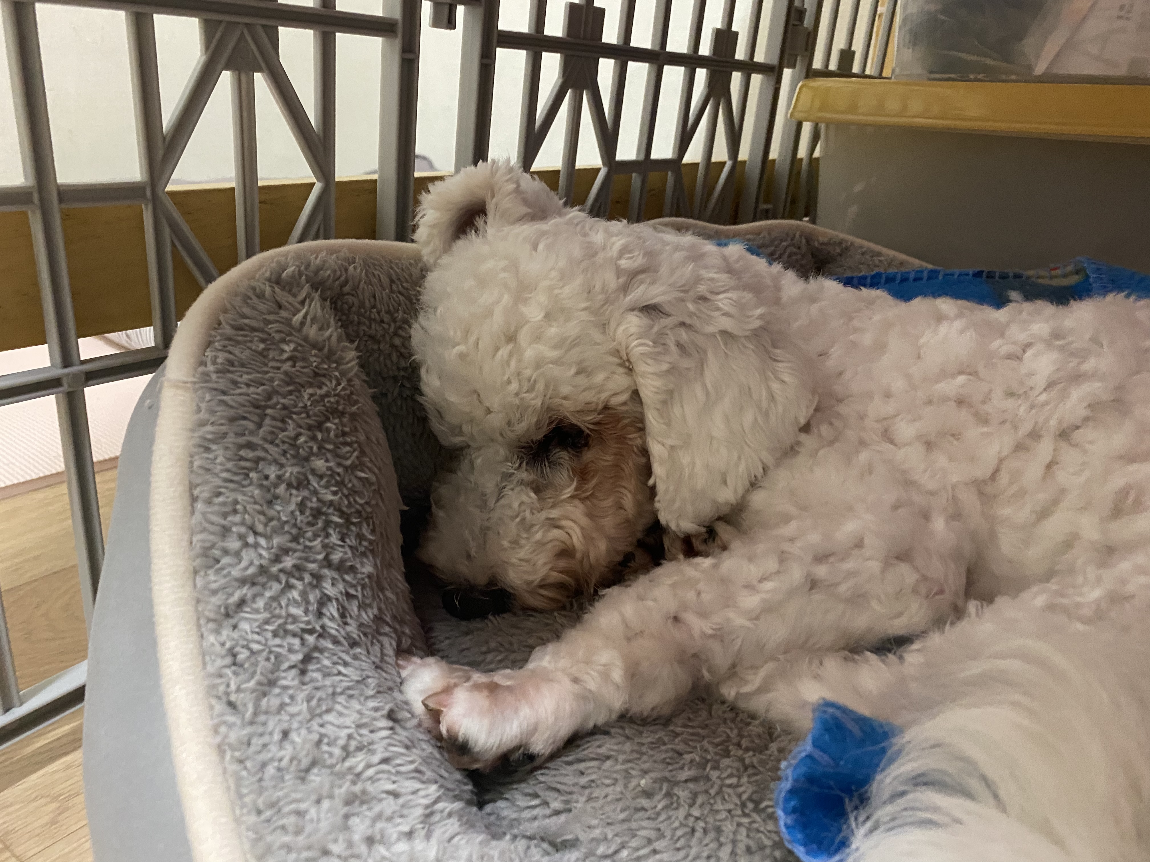 랑이 입양 2달차(쟈스민)