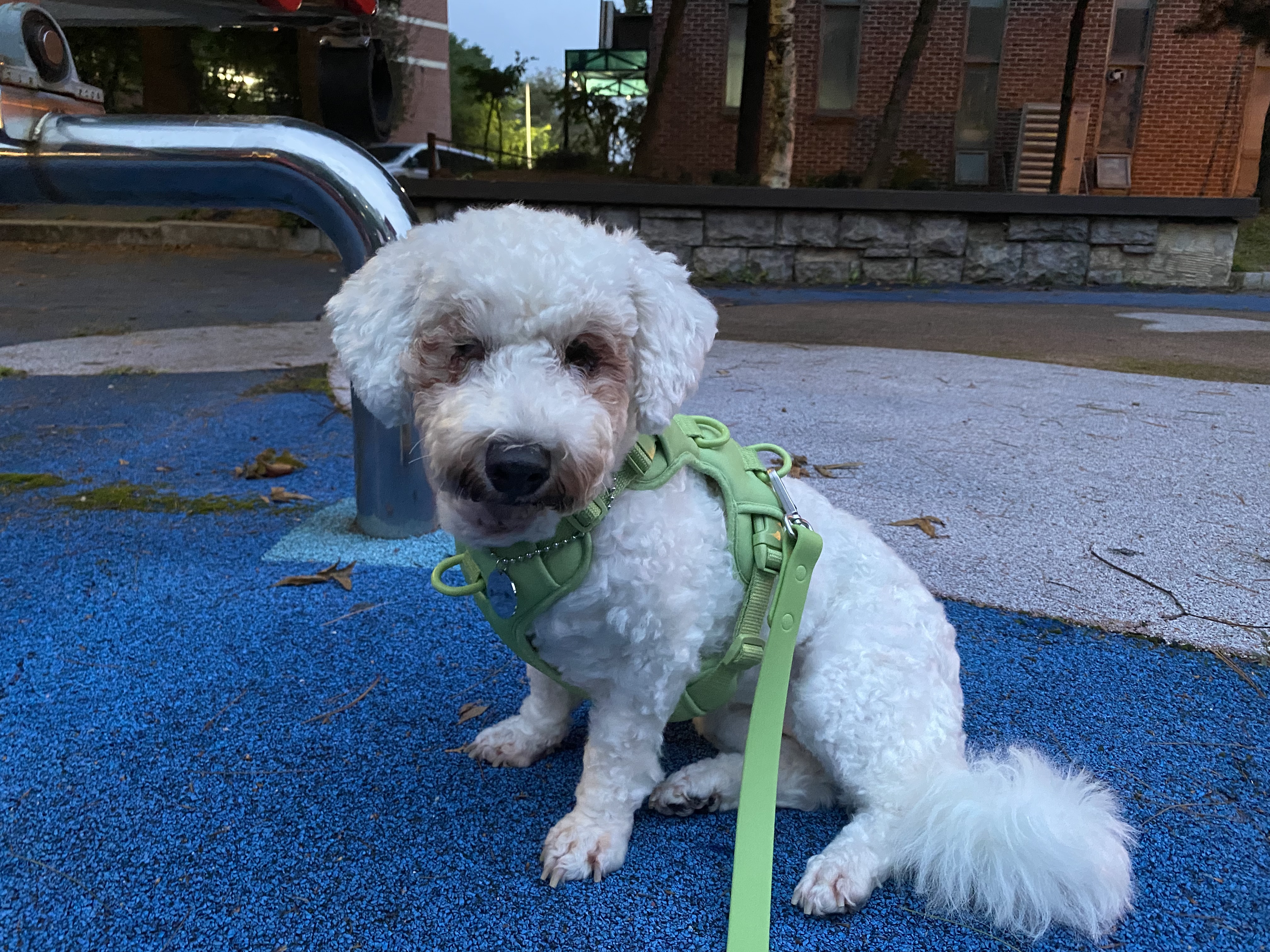 랑이 입양 2달차(쟈스민)