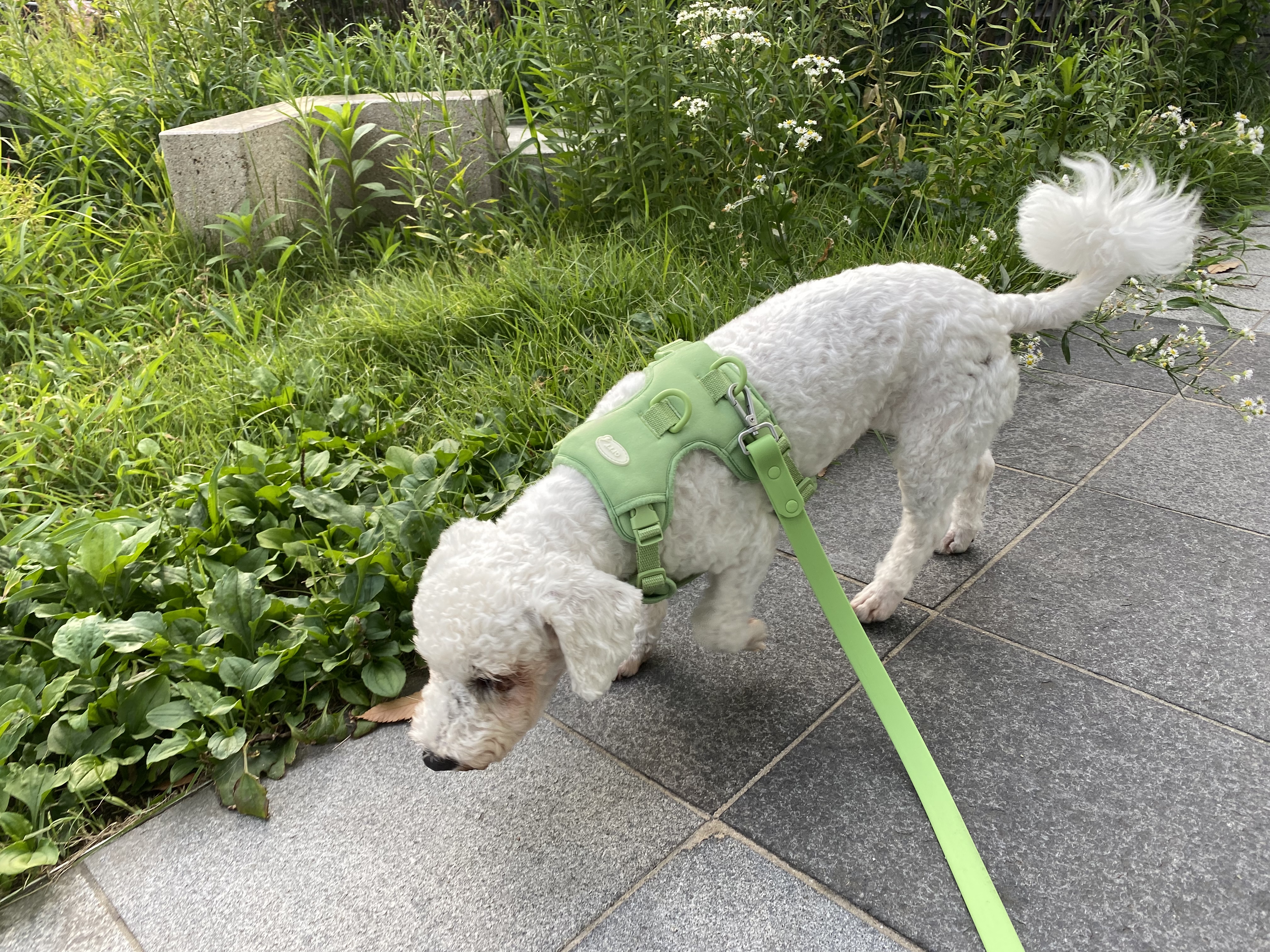 랑이 입양 2달차(쟈스민)