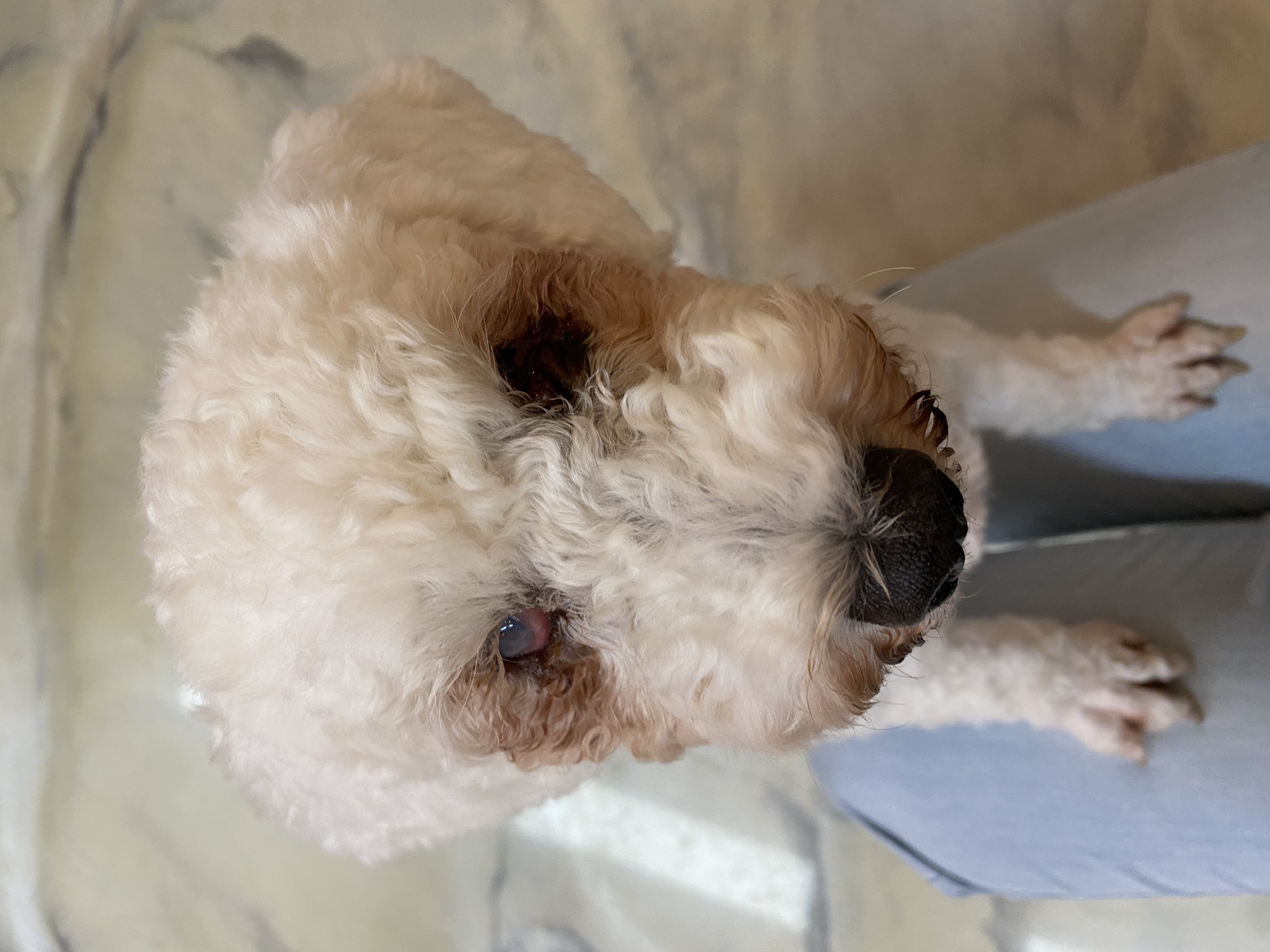 랑이 입양 2달차(쟈스민)