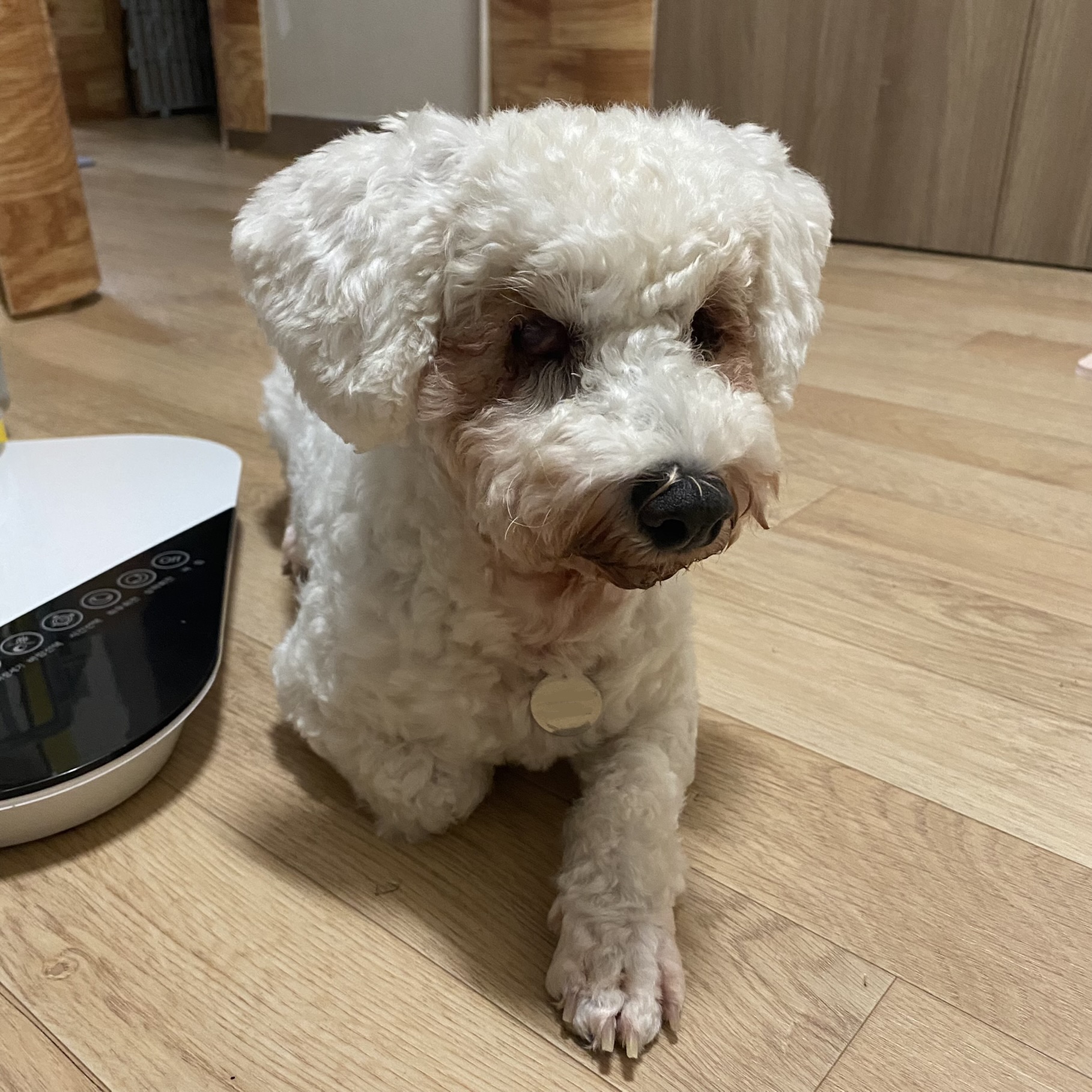 랑이 입양 2달차(쟈스민)