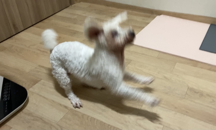 랑이 입양 2달차(쟈스민)