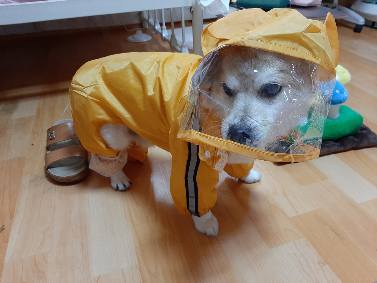 꼬마와 함께한지 벌써 한 달이 지났어요~