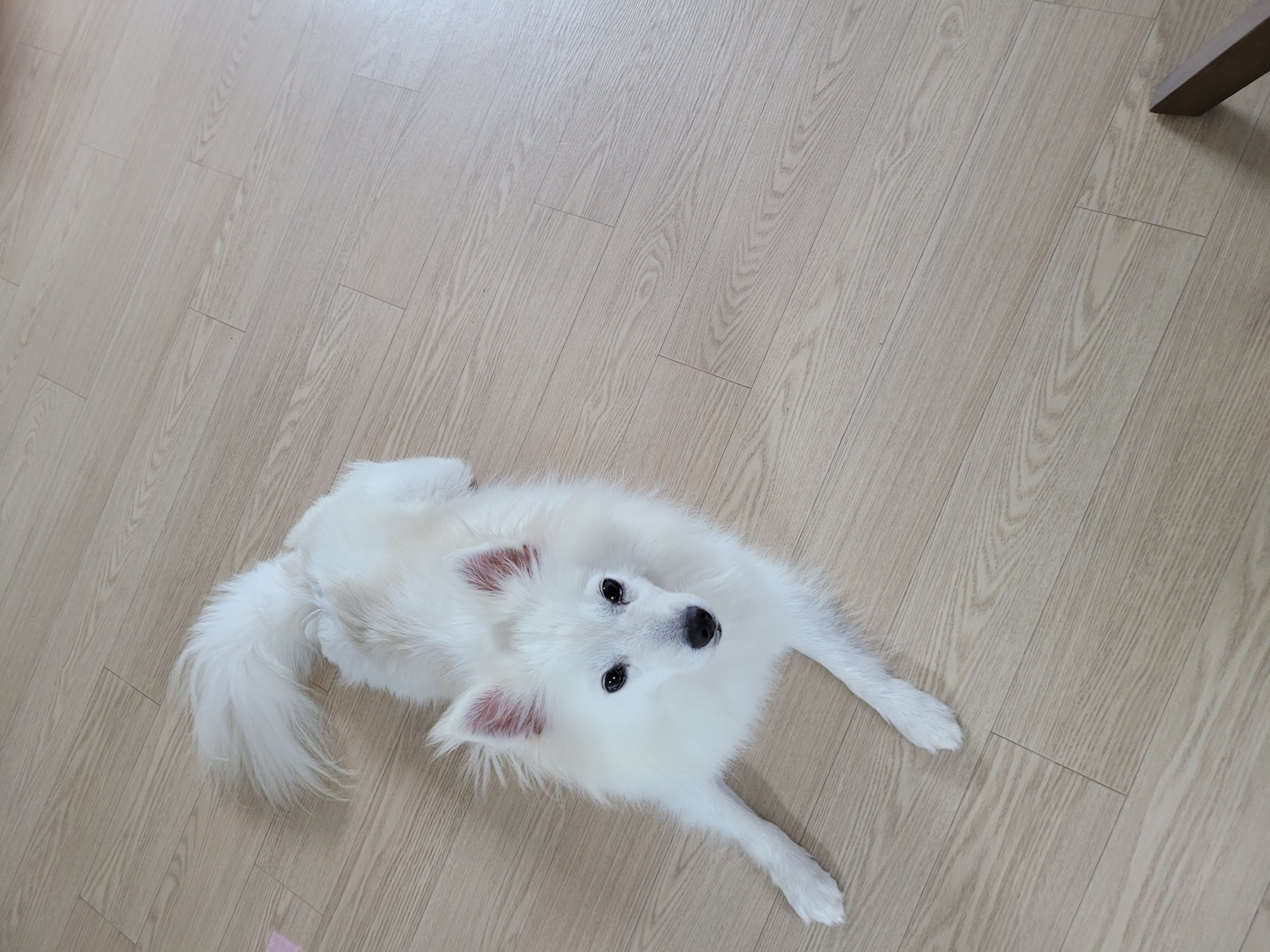 휘핑이 한달 임보 이야기♡