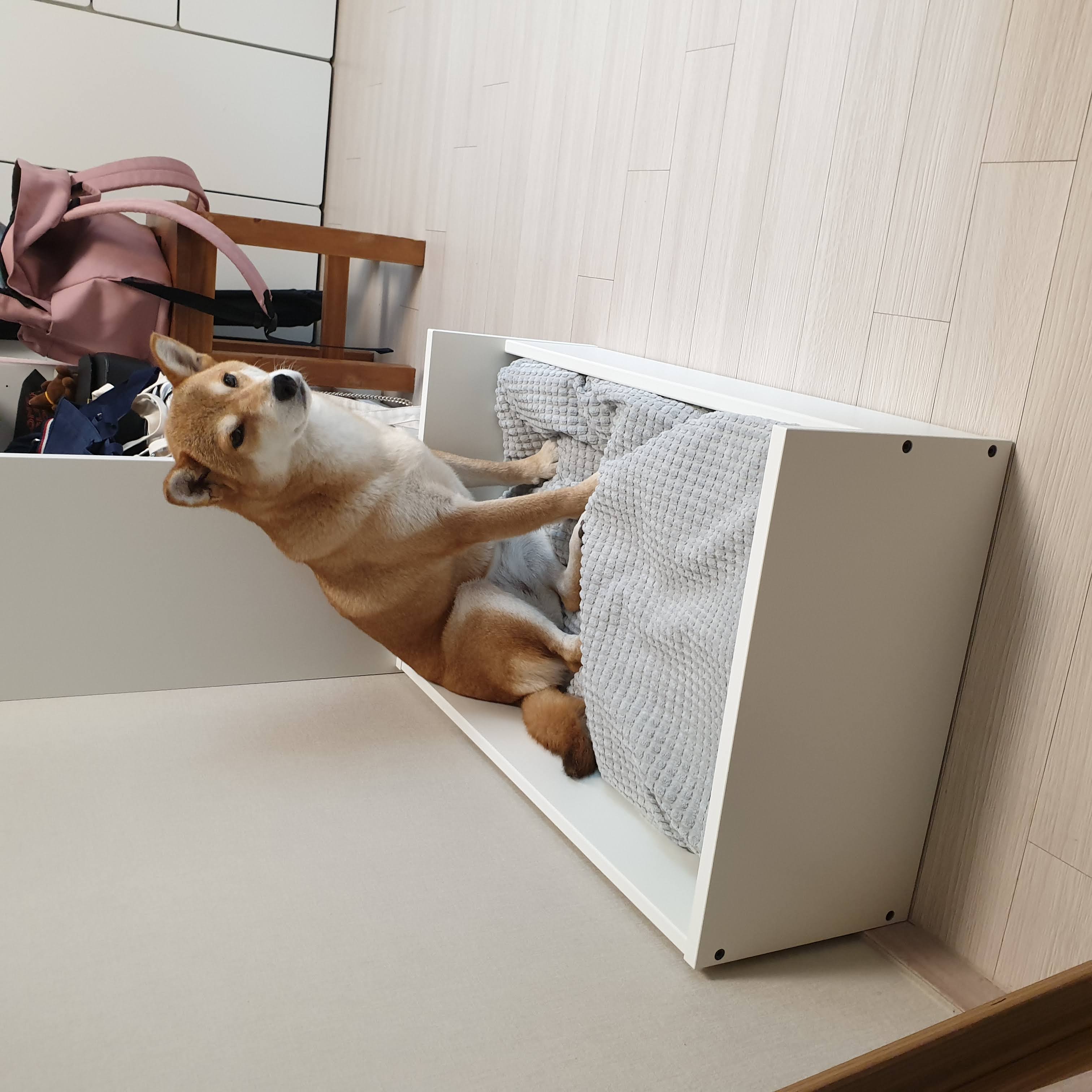 보리 입양 후 3개월이 되었네요