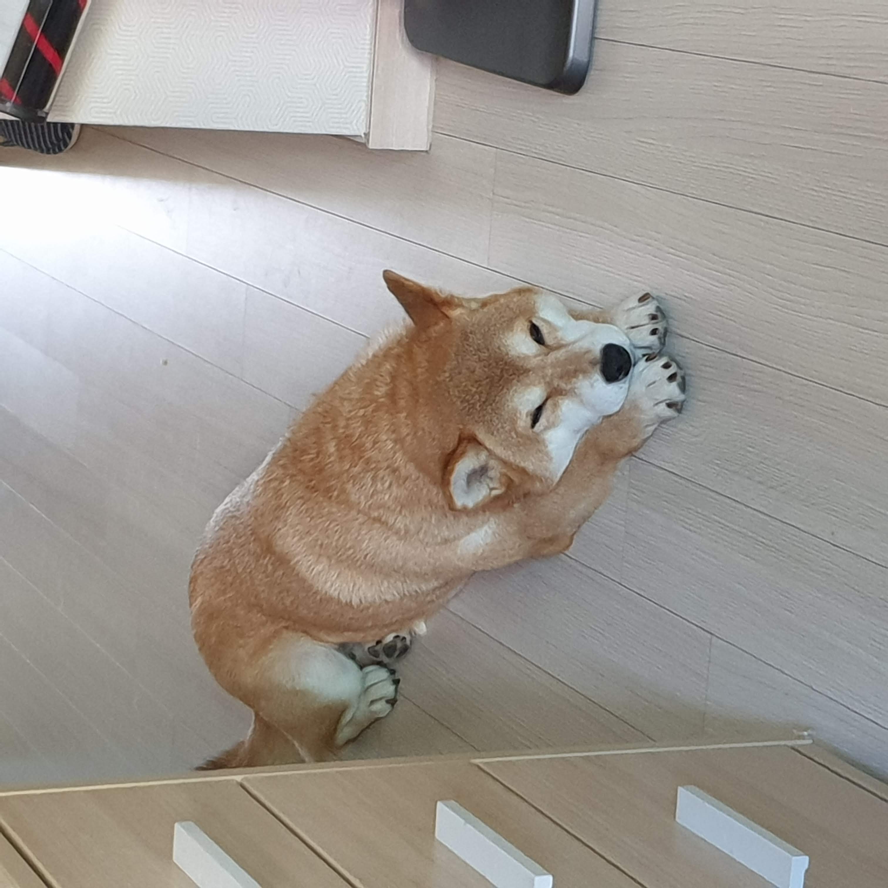 보리 입양 후 3개월이 되었네요