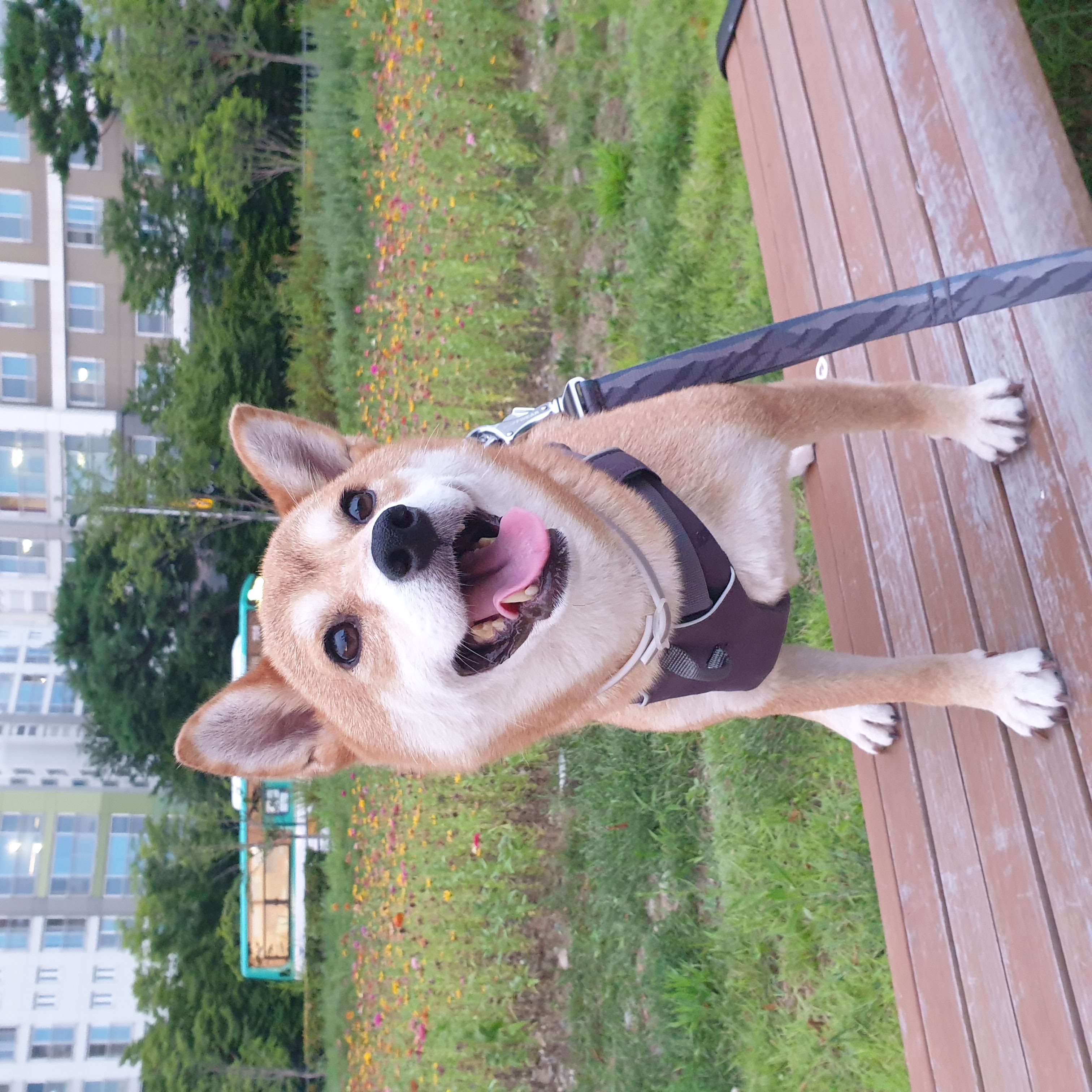 보리 입양 후 3개월이 되었네요