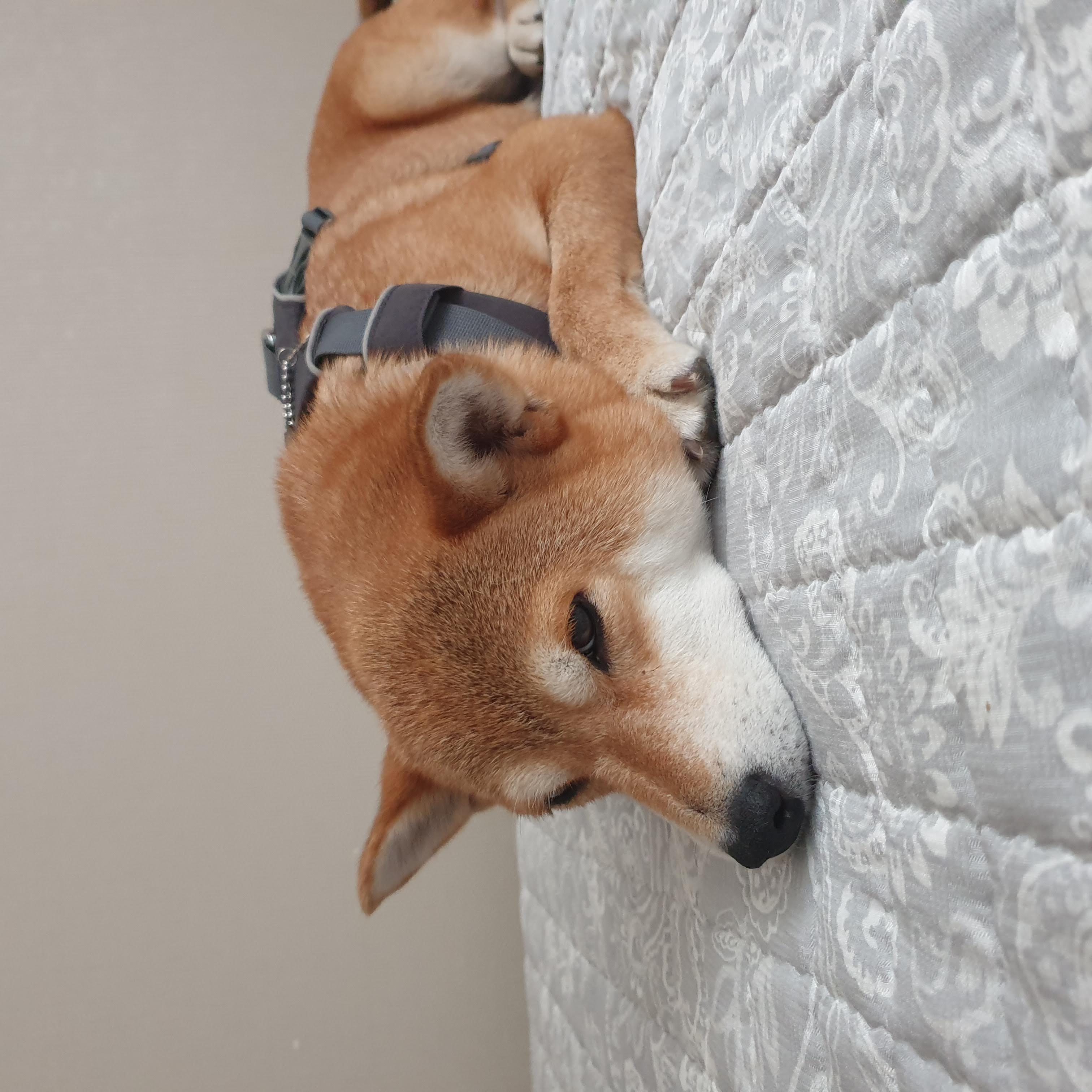 보리 입양 후 3개월이 되었네요