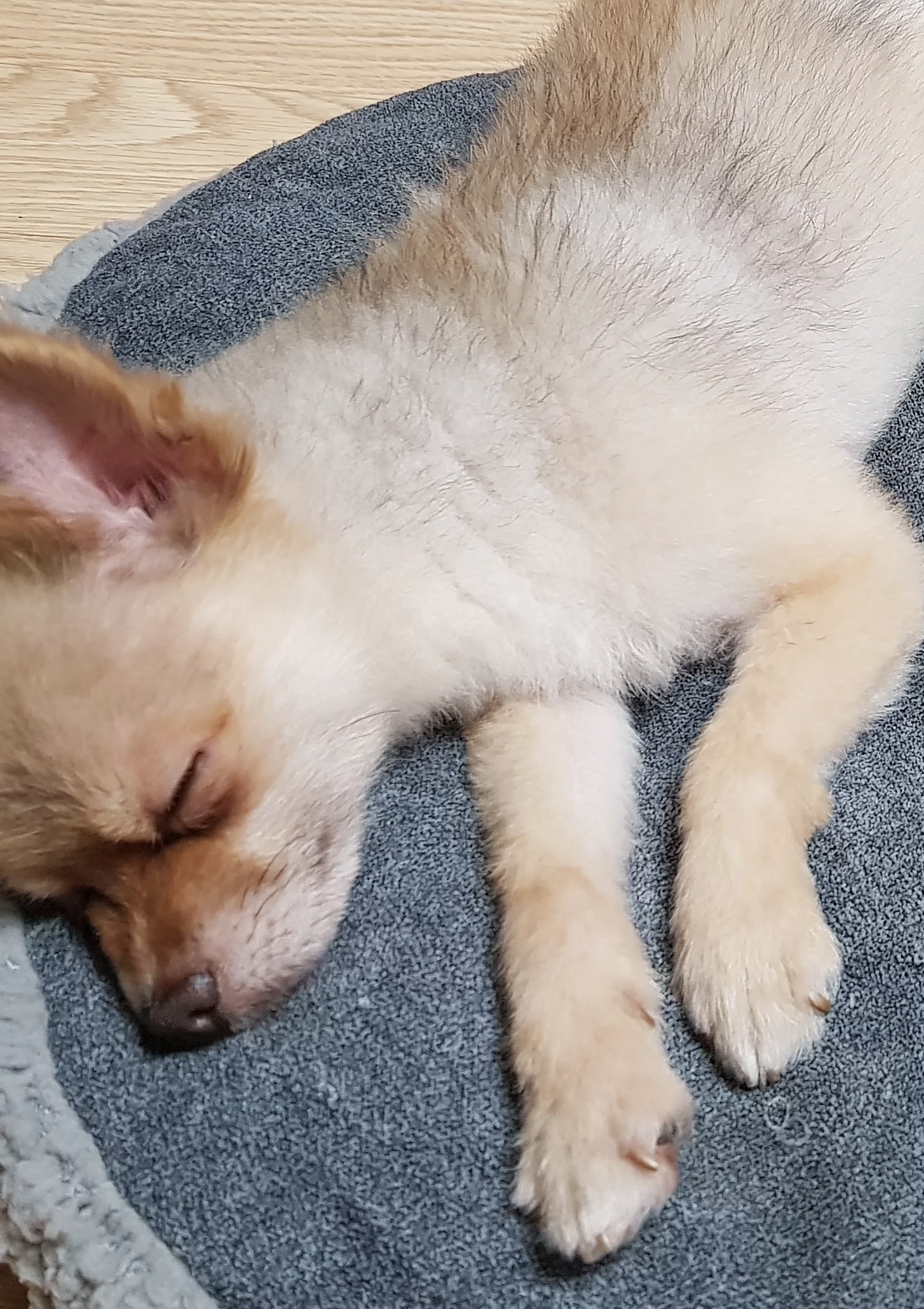 제티 입양 후 적응기