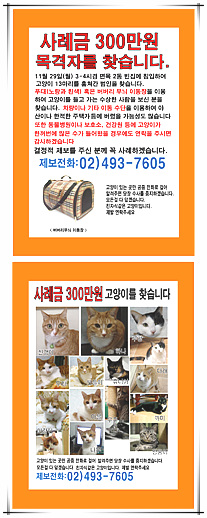 유괴된 13마리의 고양이들을 찾습니다!!
