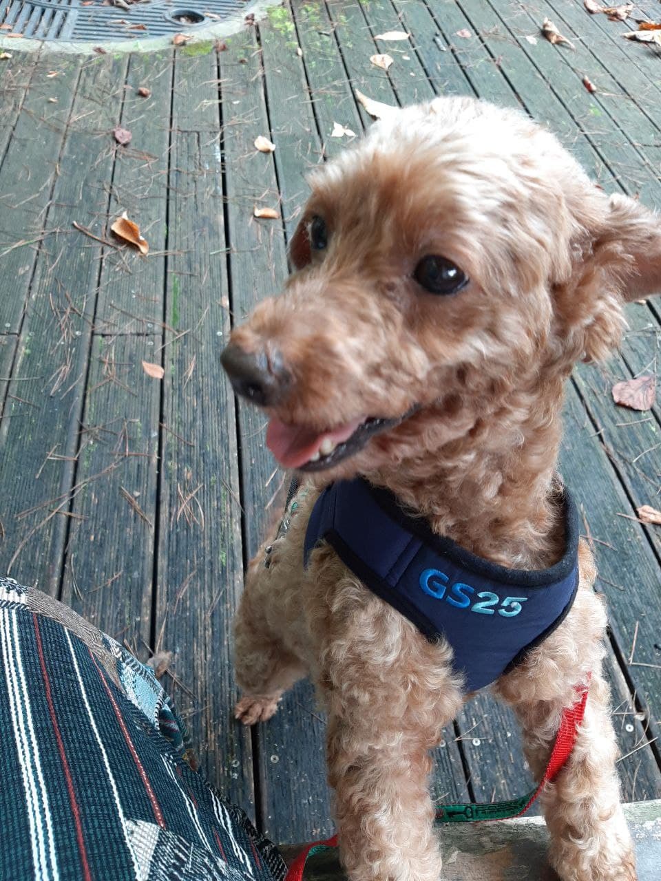 코리(곤지암)와 지낸 지 한달