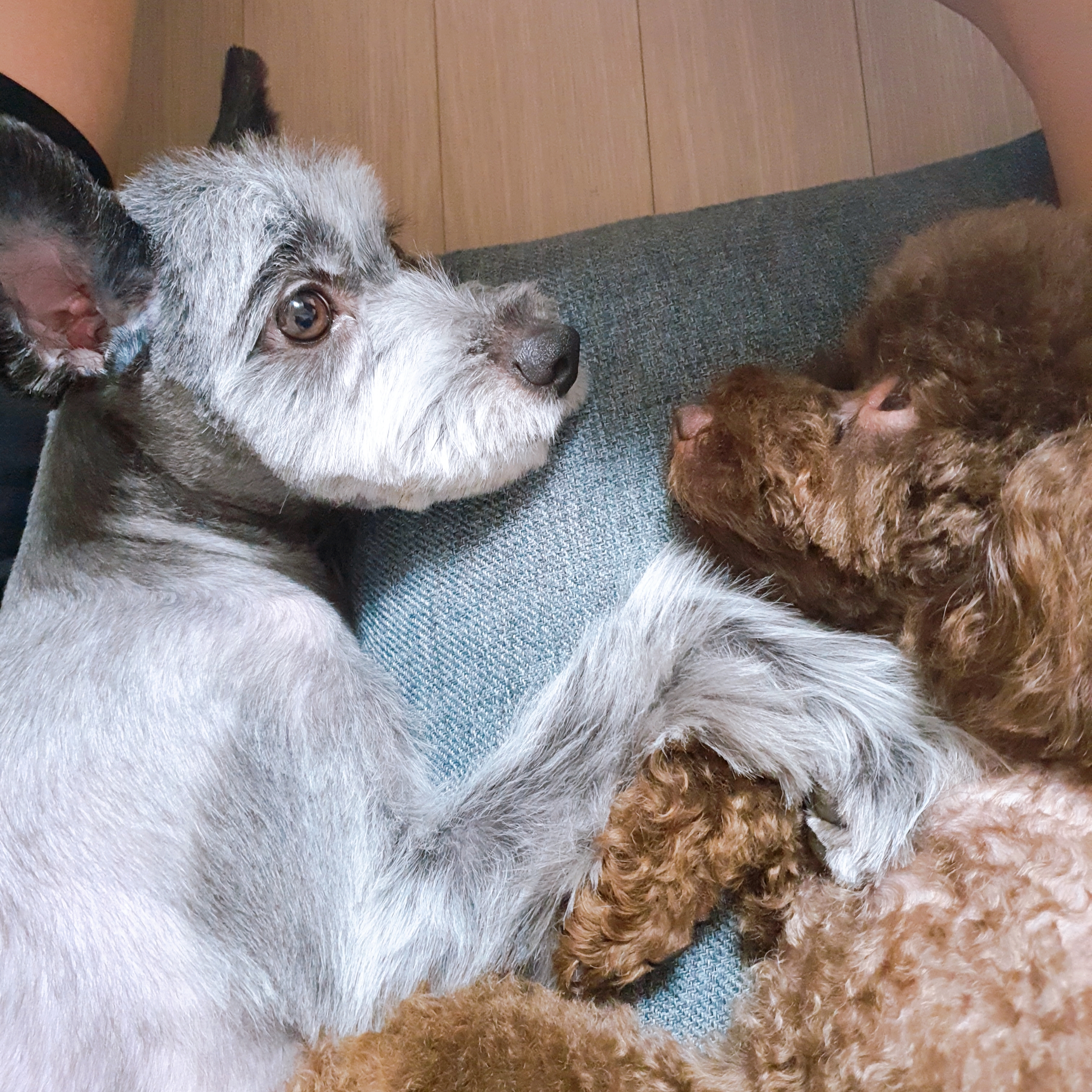 영천 번식장 구조견 로니(비비빅) 1년 7개월 후기