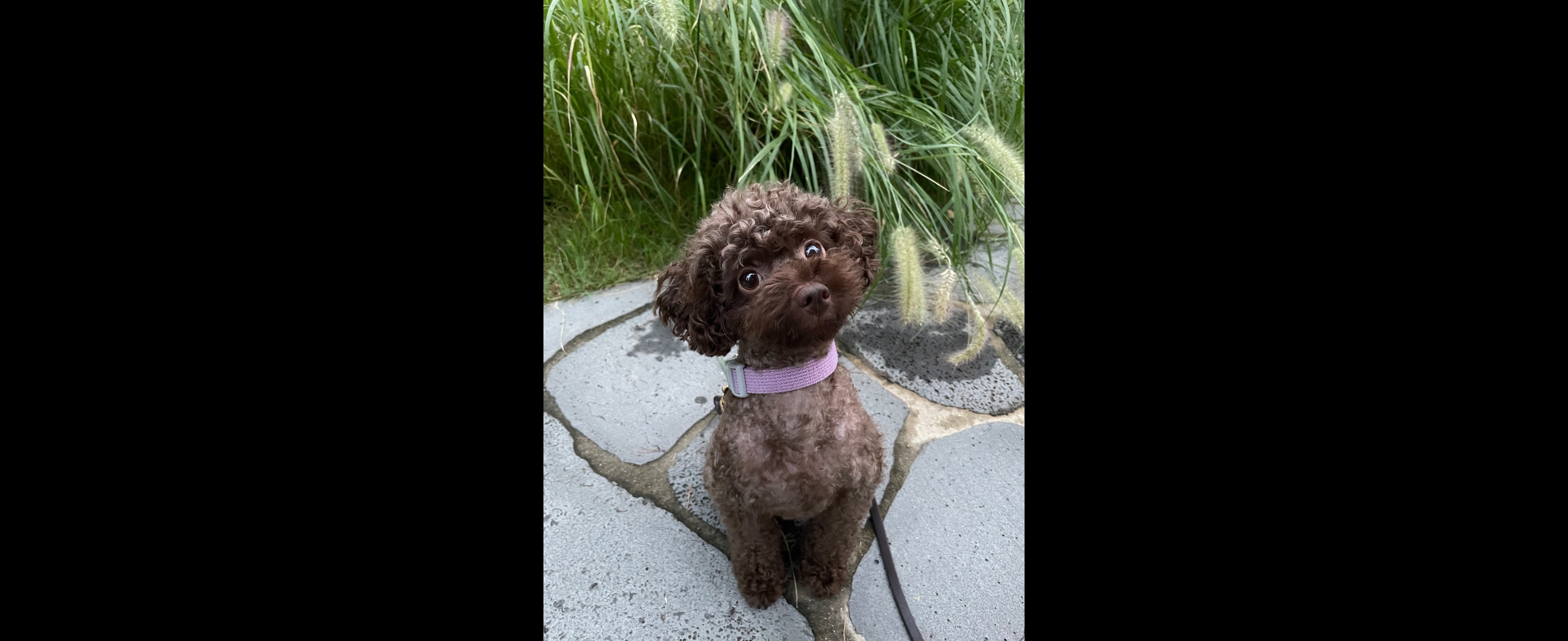 영천 번식장 구조견 로니(비비빅) 1년 7개월 후기