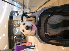 호박이 (고양 4번)는 잘 지내고 있습니다.