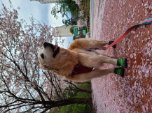 호박이 (고양 4번)는 잘 지내고 있습니다.