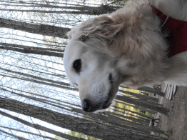 호박이 (고양 4번)는 잘 지내고 있습니다.