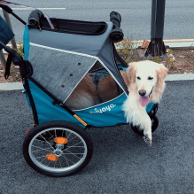 호박이 (고양 4번)는 잘 지내고 있습니다.