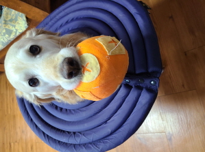 호박이 (고양 4번)는 잘 지내고 있습니다.