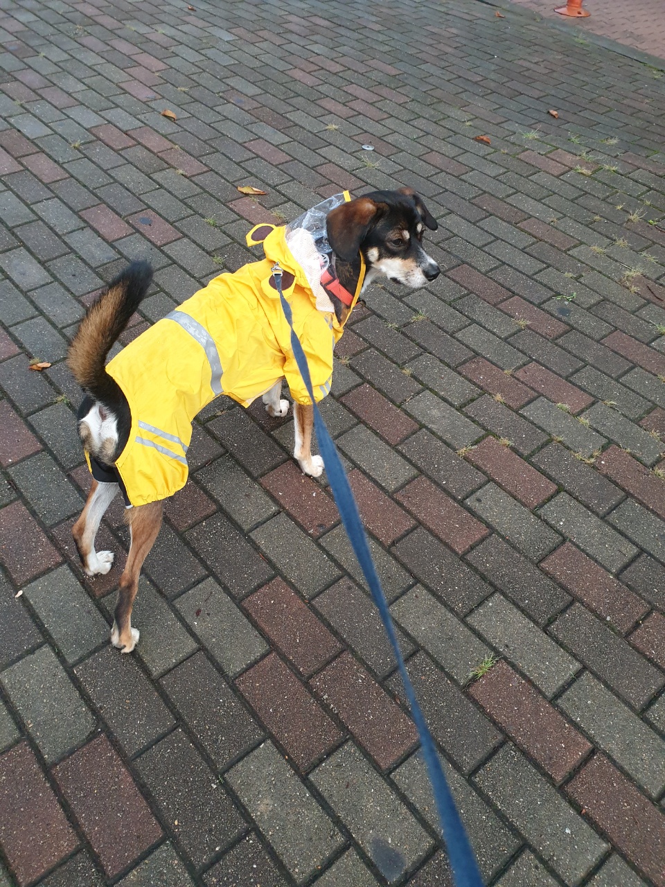 까미(멍돌이)랑 벌써 일 년