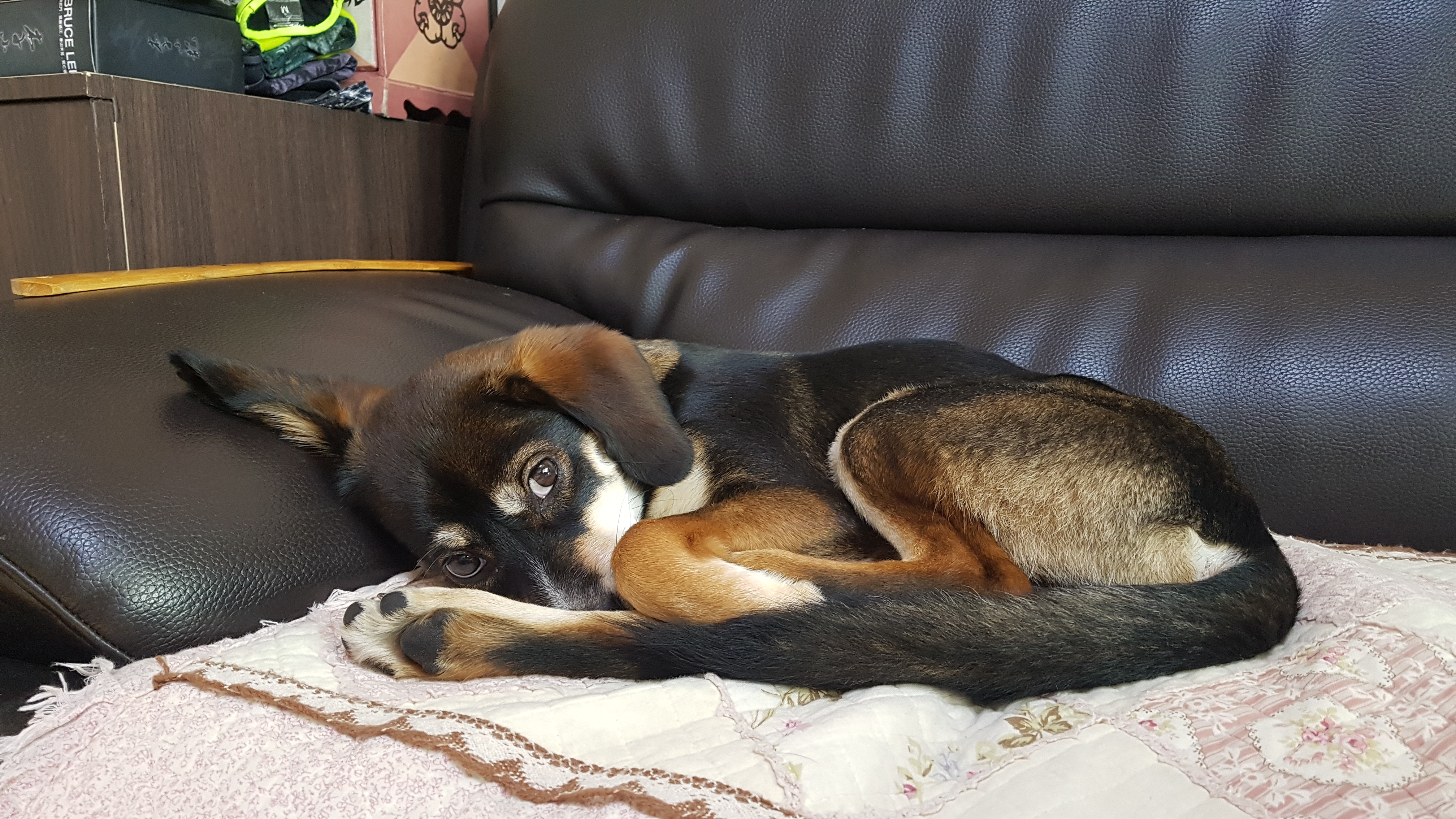 까미(멍돌이)랑 벌써 일 년