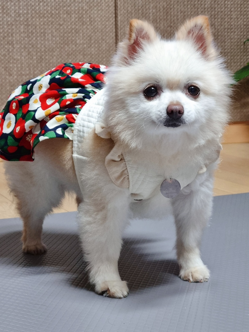 육곤이 입양 3개월~ 이렇게 지내고 있어요~