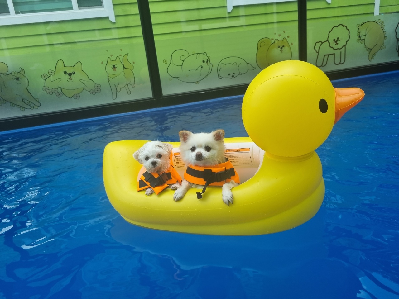 육곤이 입양 3개월~ 이렇게 지내고 있어요~