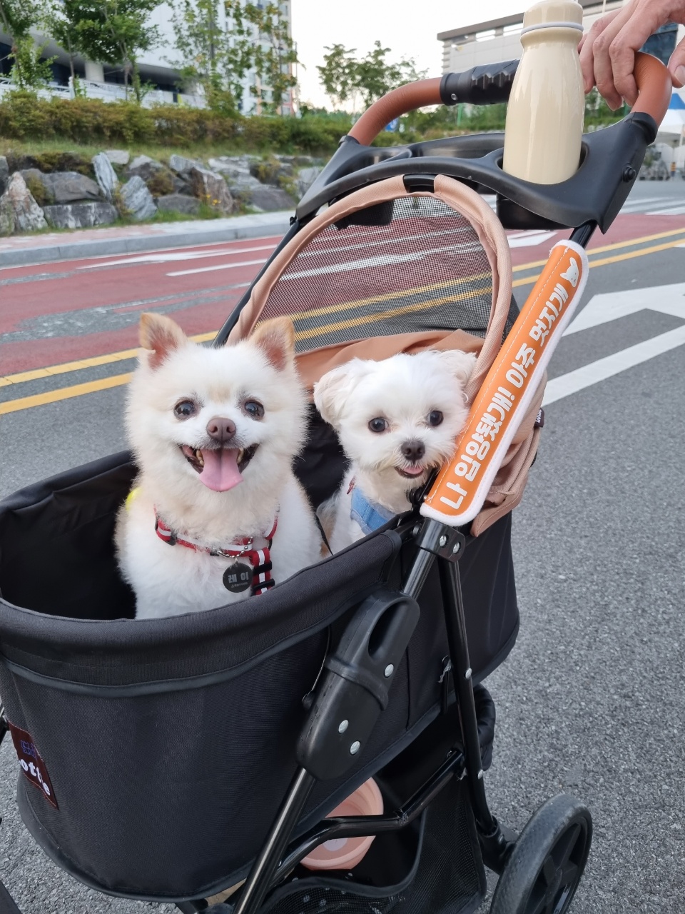 육곤이 입양 3개월~ 이렇게 지내고 있어요~