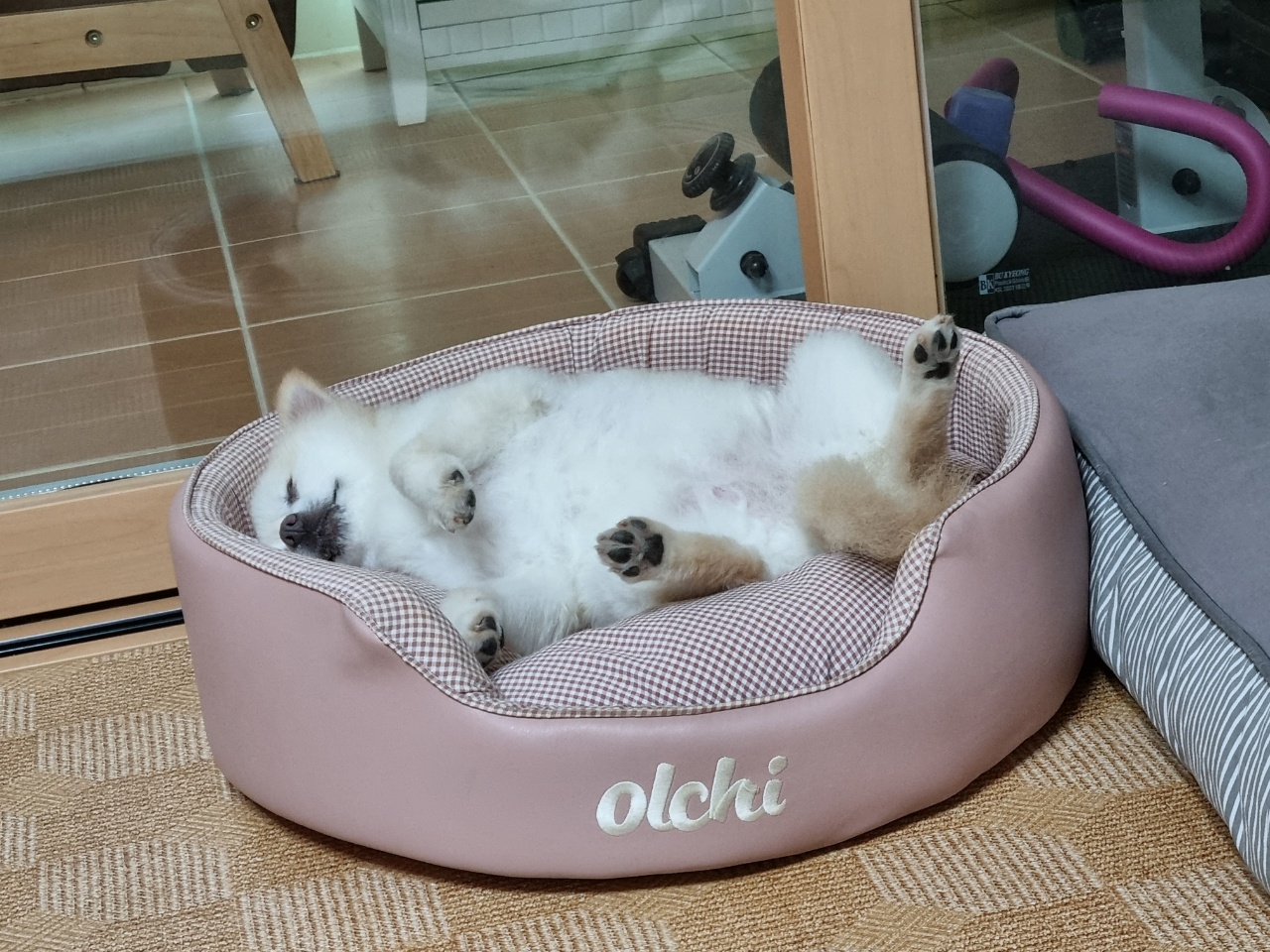 육곤이 입양 3개월~ 이렇게 지내고 있어요~