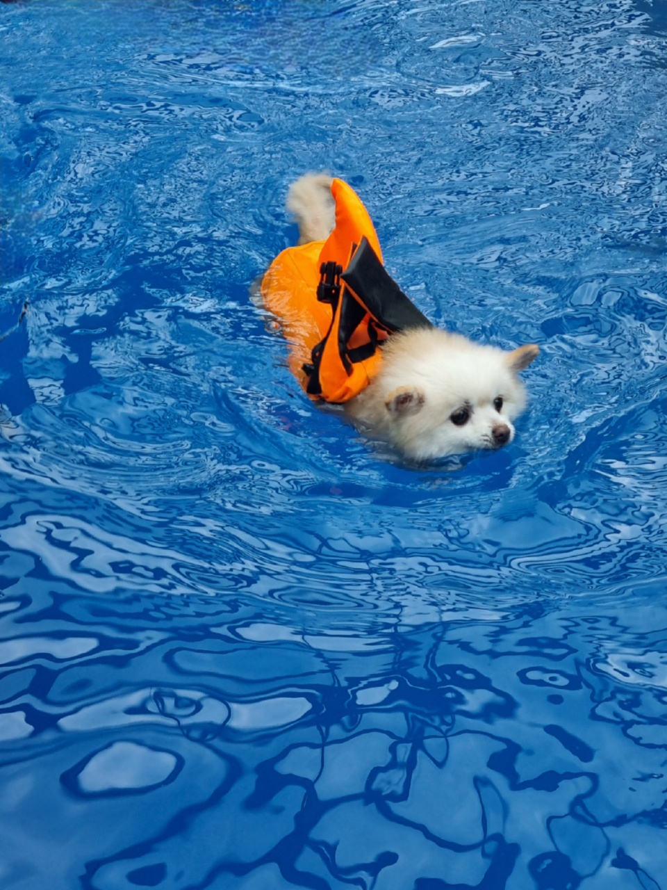 육곤이 입양 3개월~ 이렇게 지내고 있어요~