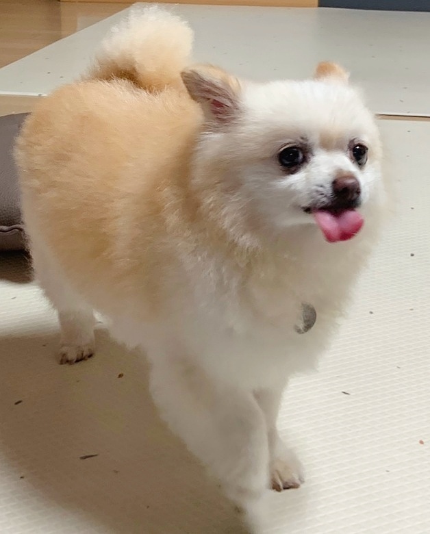 육곤이 입양 3개월~ 이렇게 지내고 있어요~