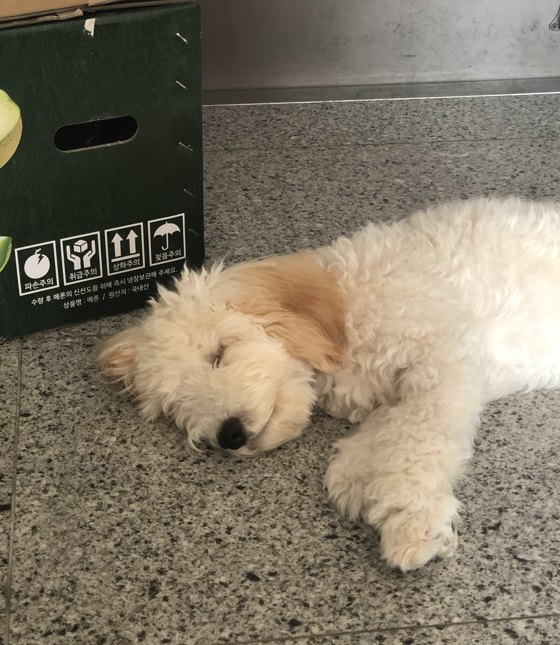 잼이(곤지암) 6개월 이야기입니다! 