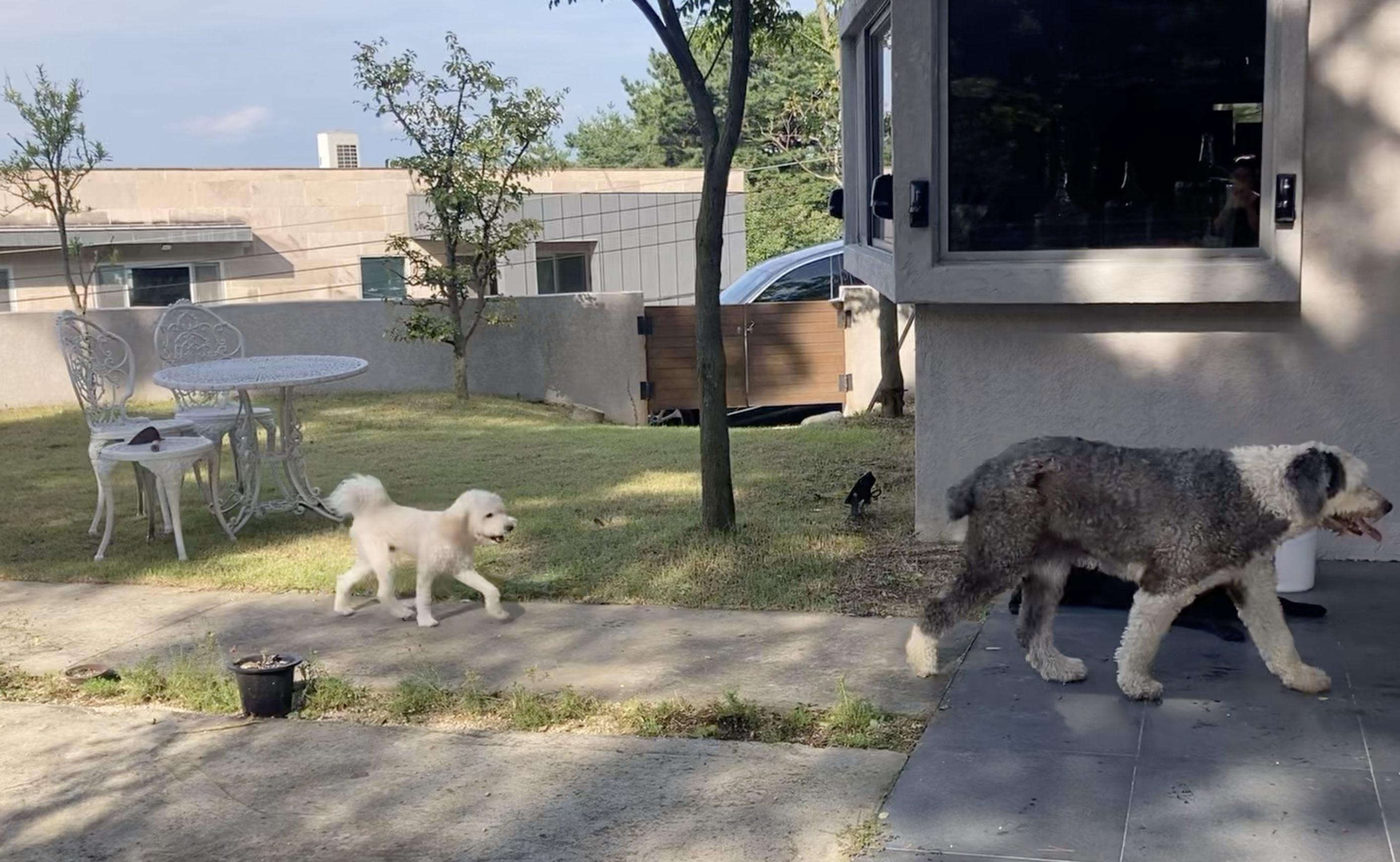 잼이(곤지암) 6개월 이야기입니다! 