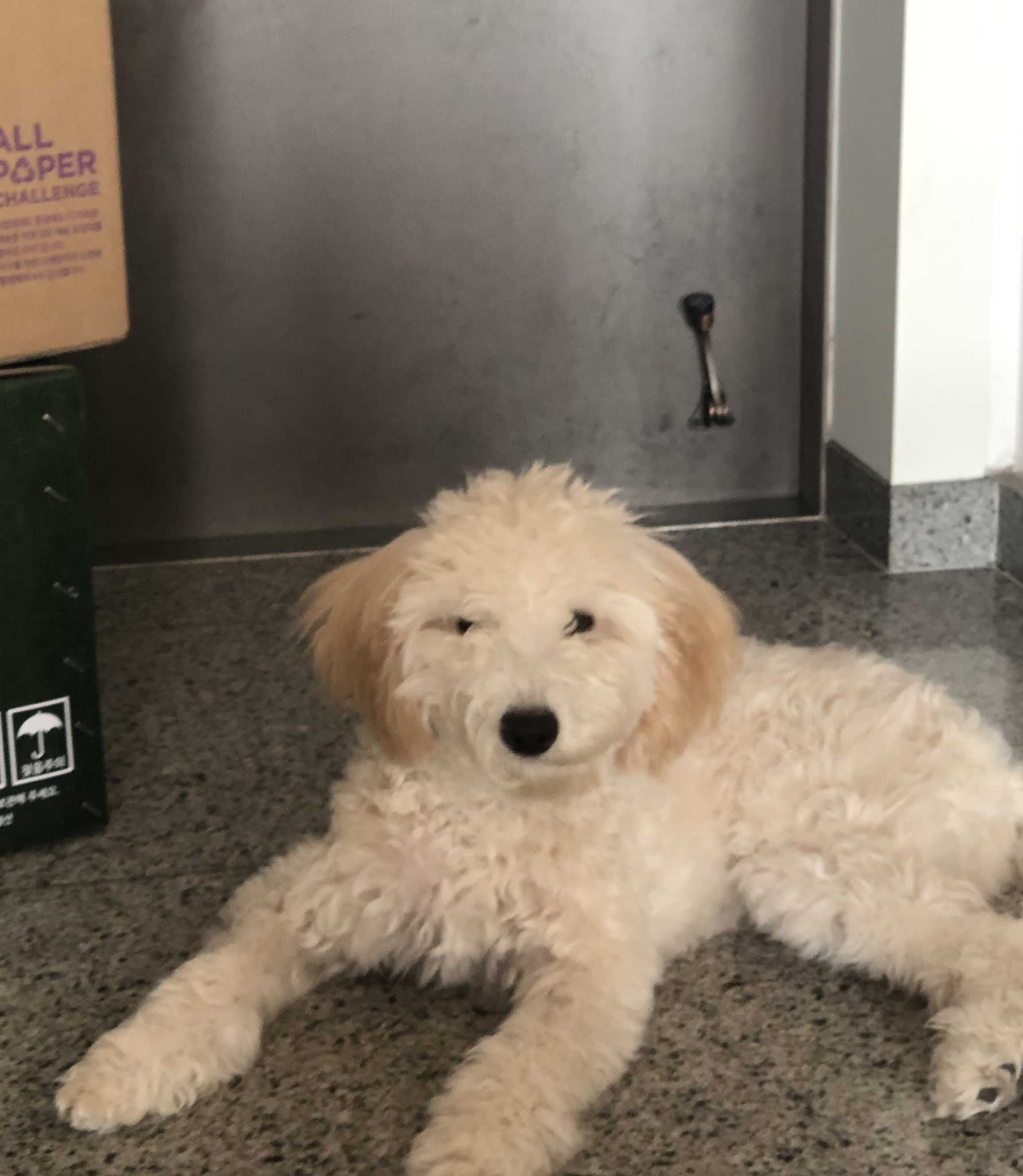 잼이(곤지암) 6개월 이야기입니다! 