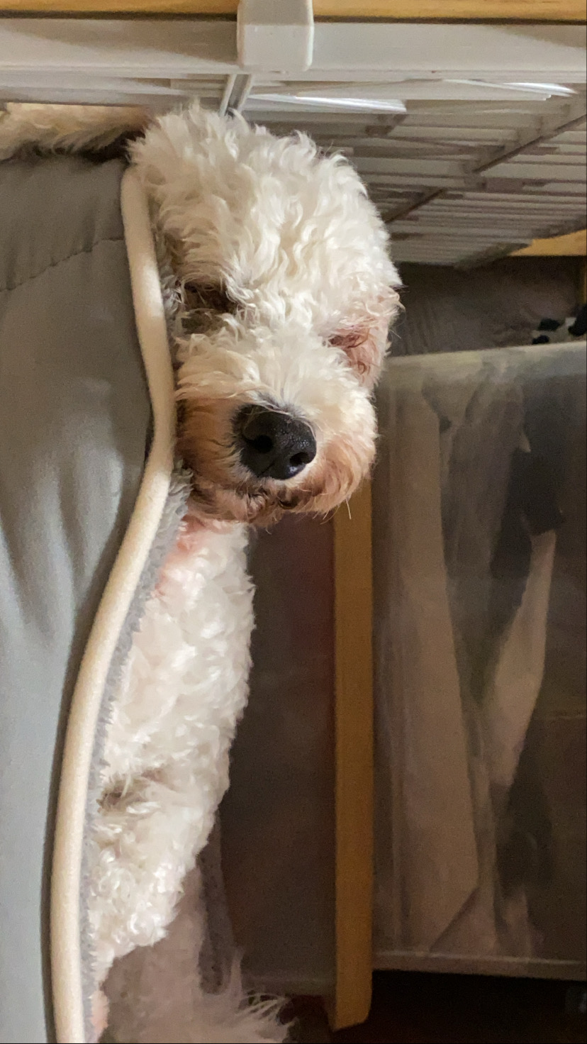 윤랑한 일기(쟈스민)