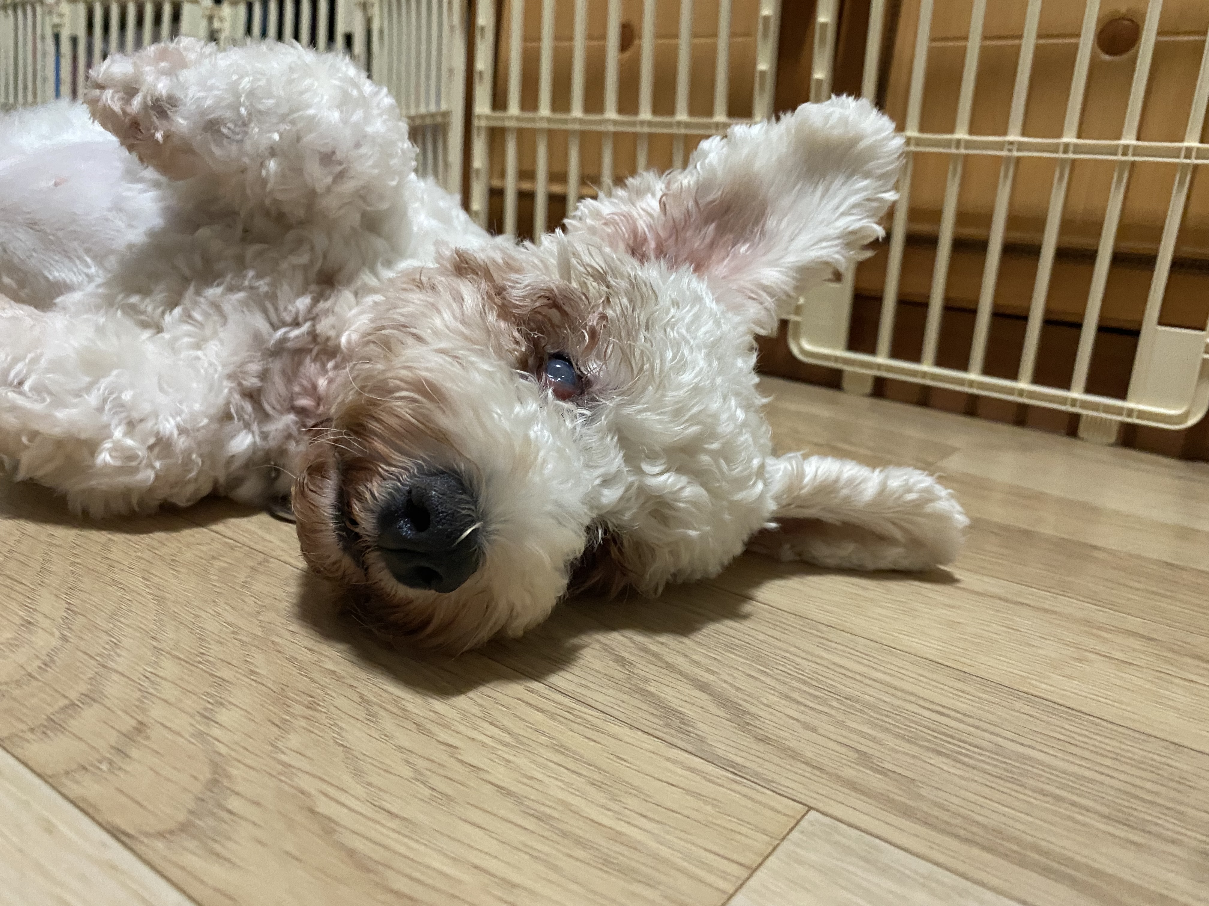 윤랑한 일기(쟈스민)