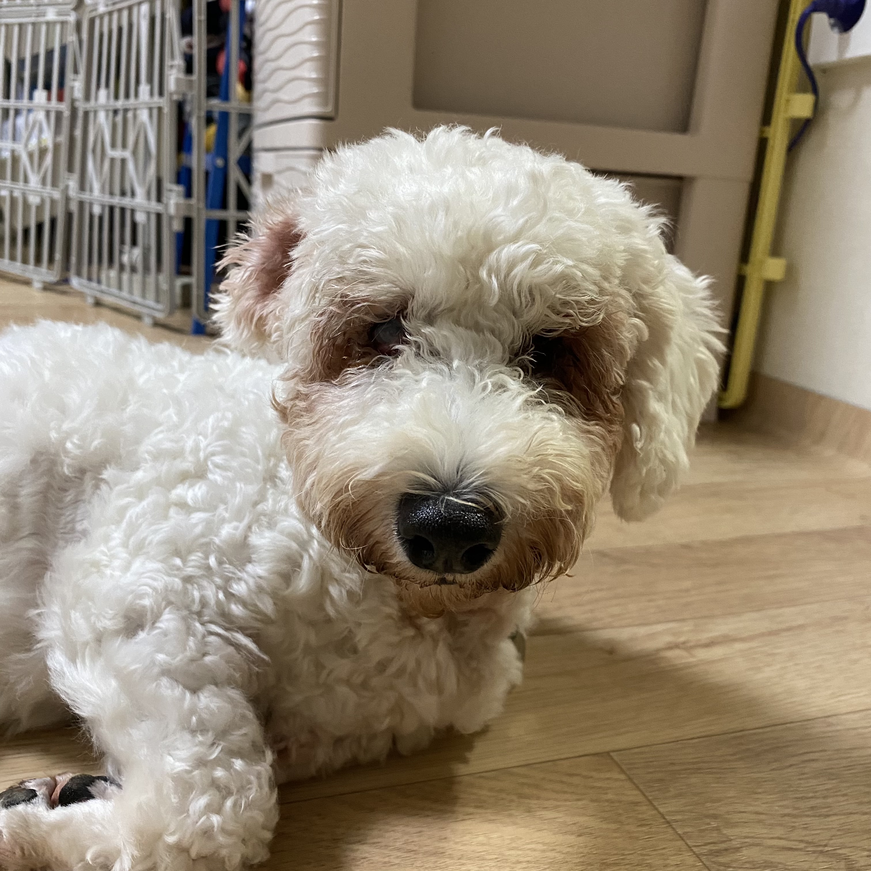 윤랑한 일기(쟈스민)