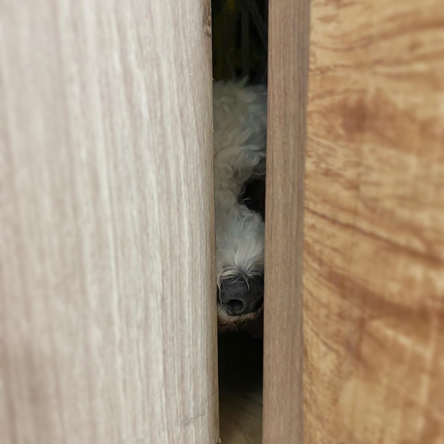 윤랑한 일기(쟈스민)