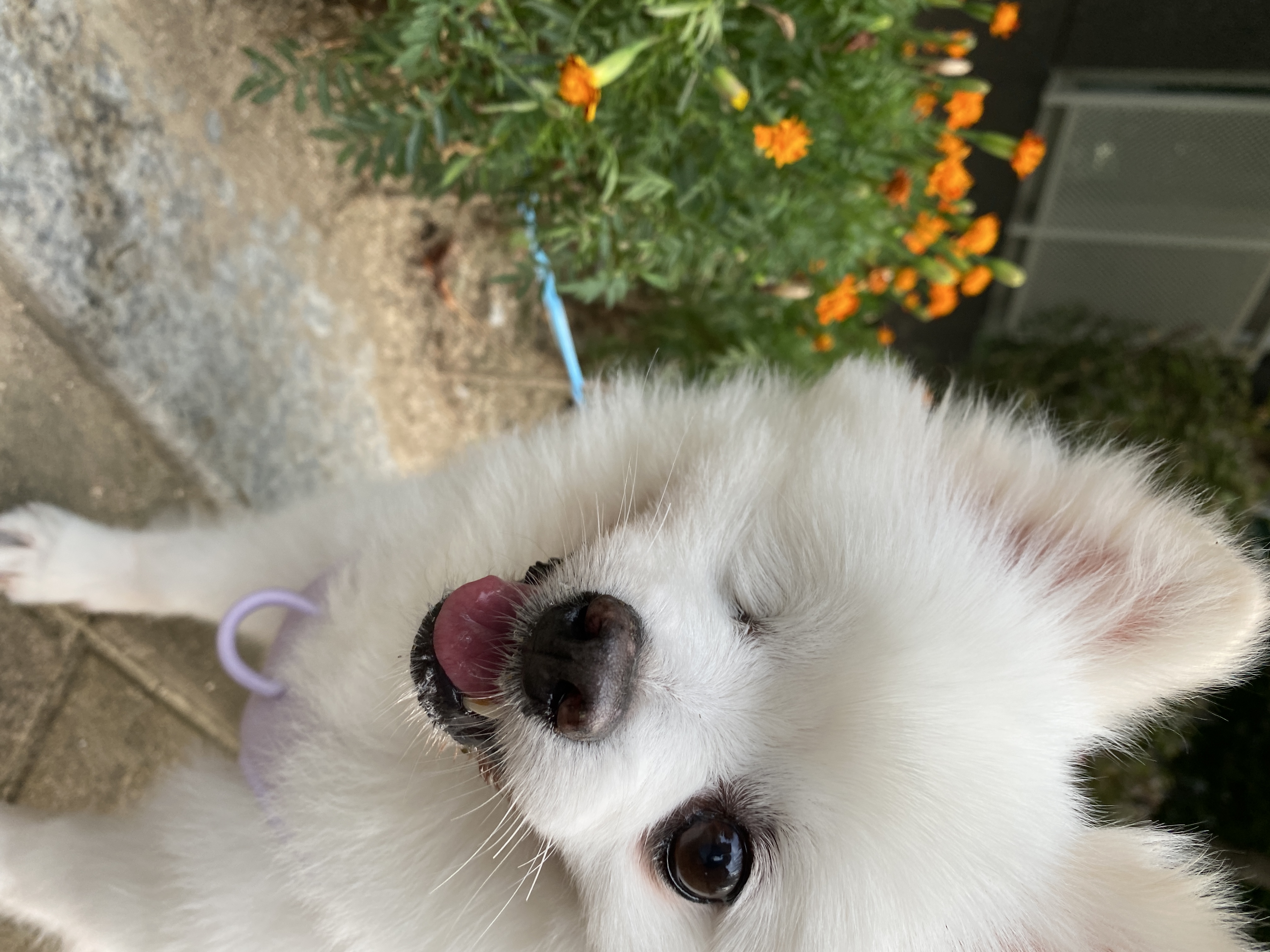 내겐 너무 완벽한 그녀, 그림이의 입양 후 3개월