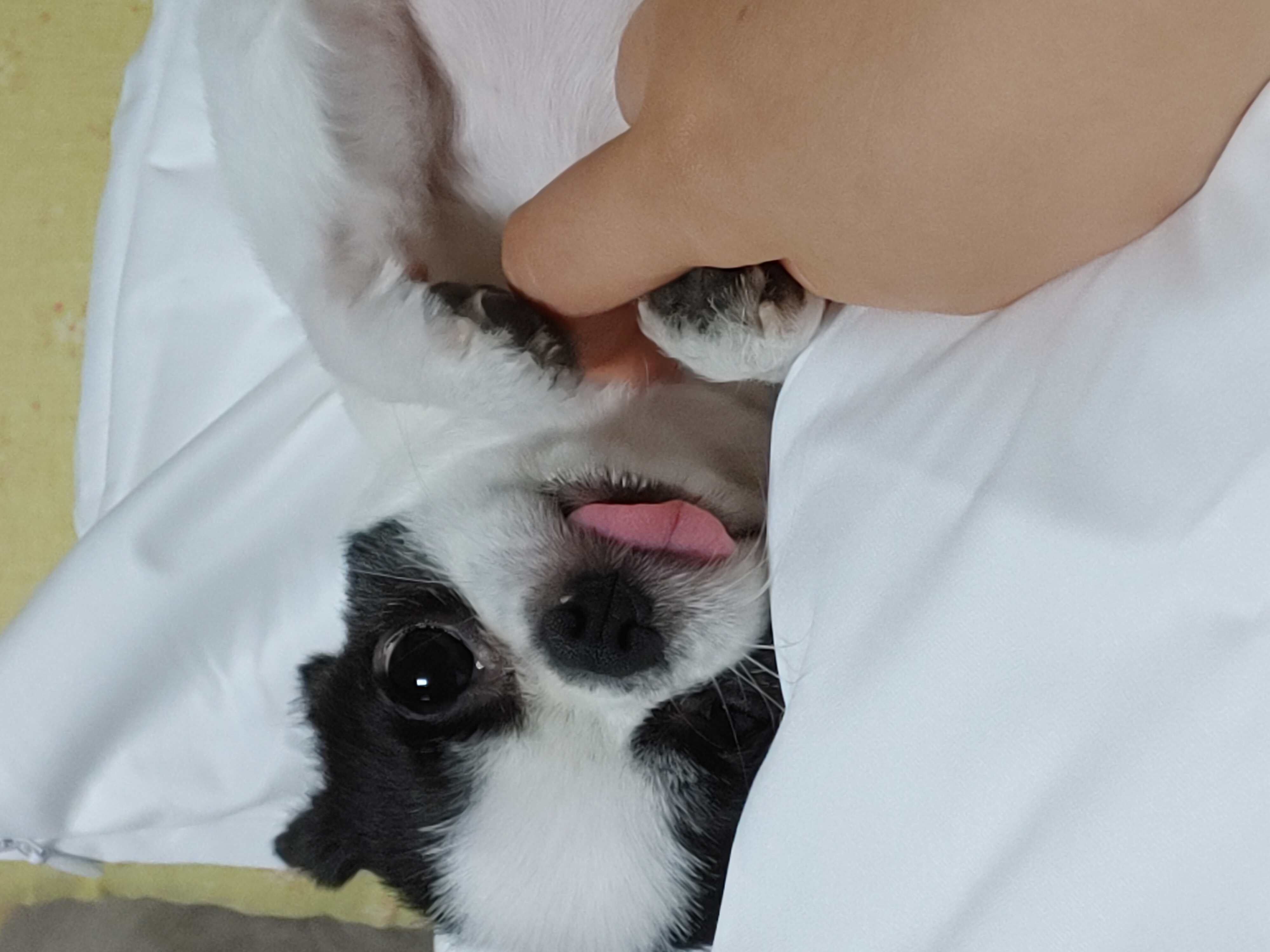 동구네집 동순이(곤지암_치치)