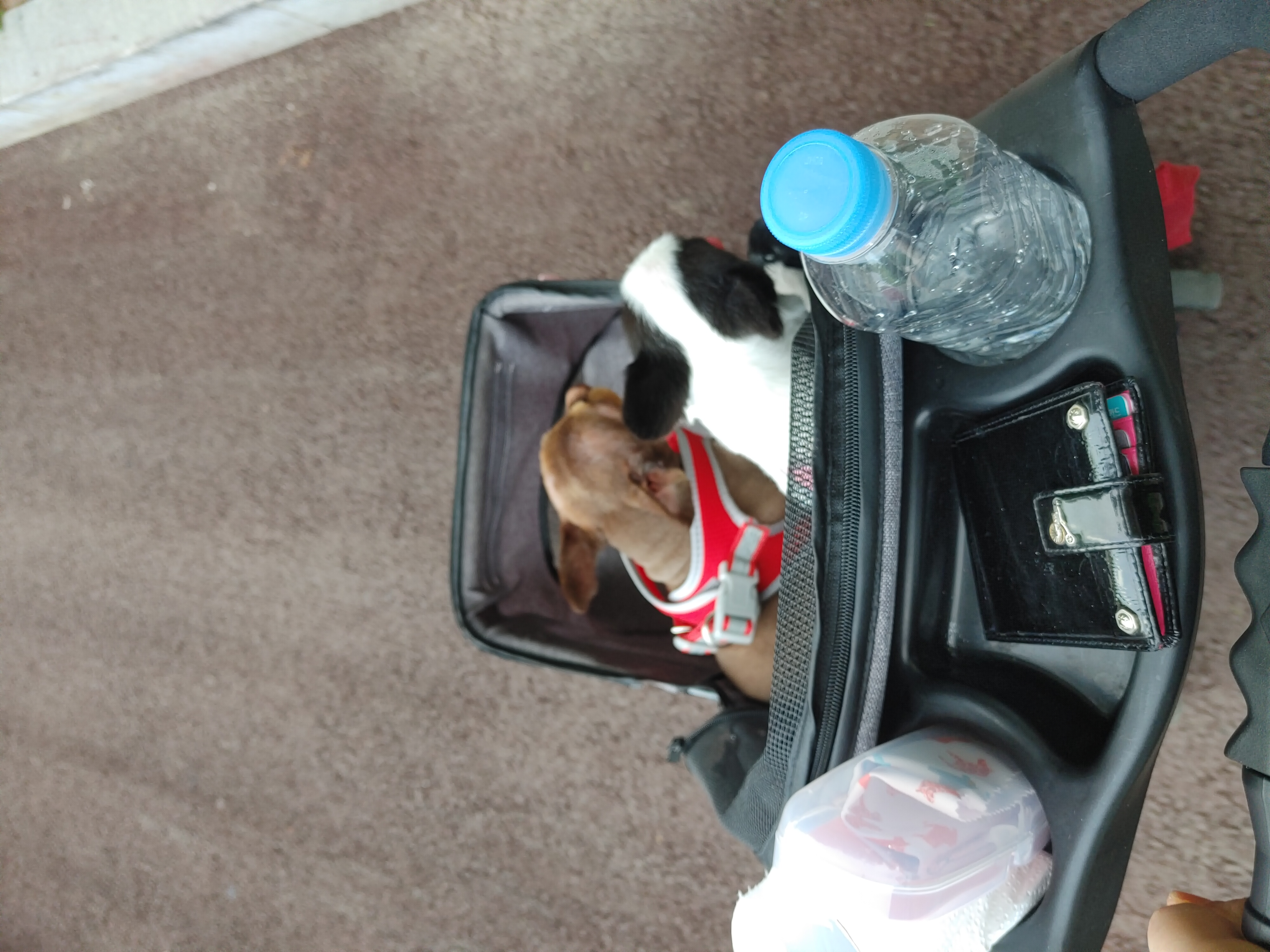 동구네집 동순이(곤지암_치치)