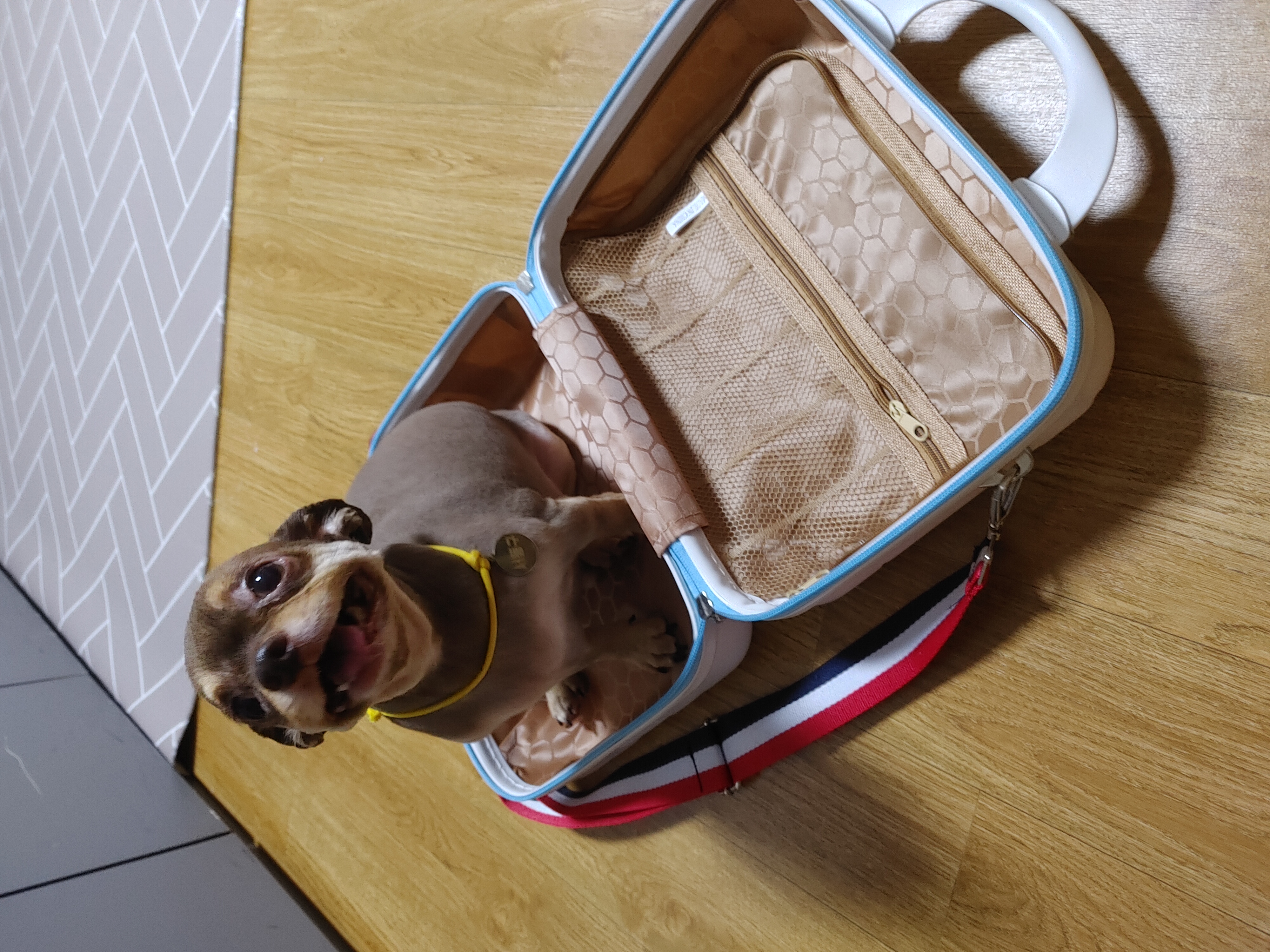 동구네집 동순이(곤지암_치치)